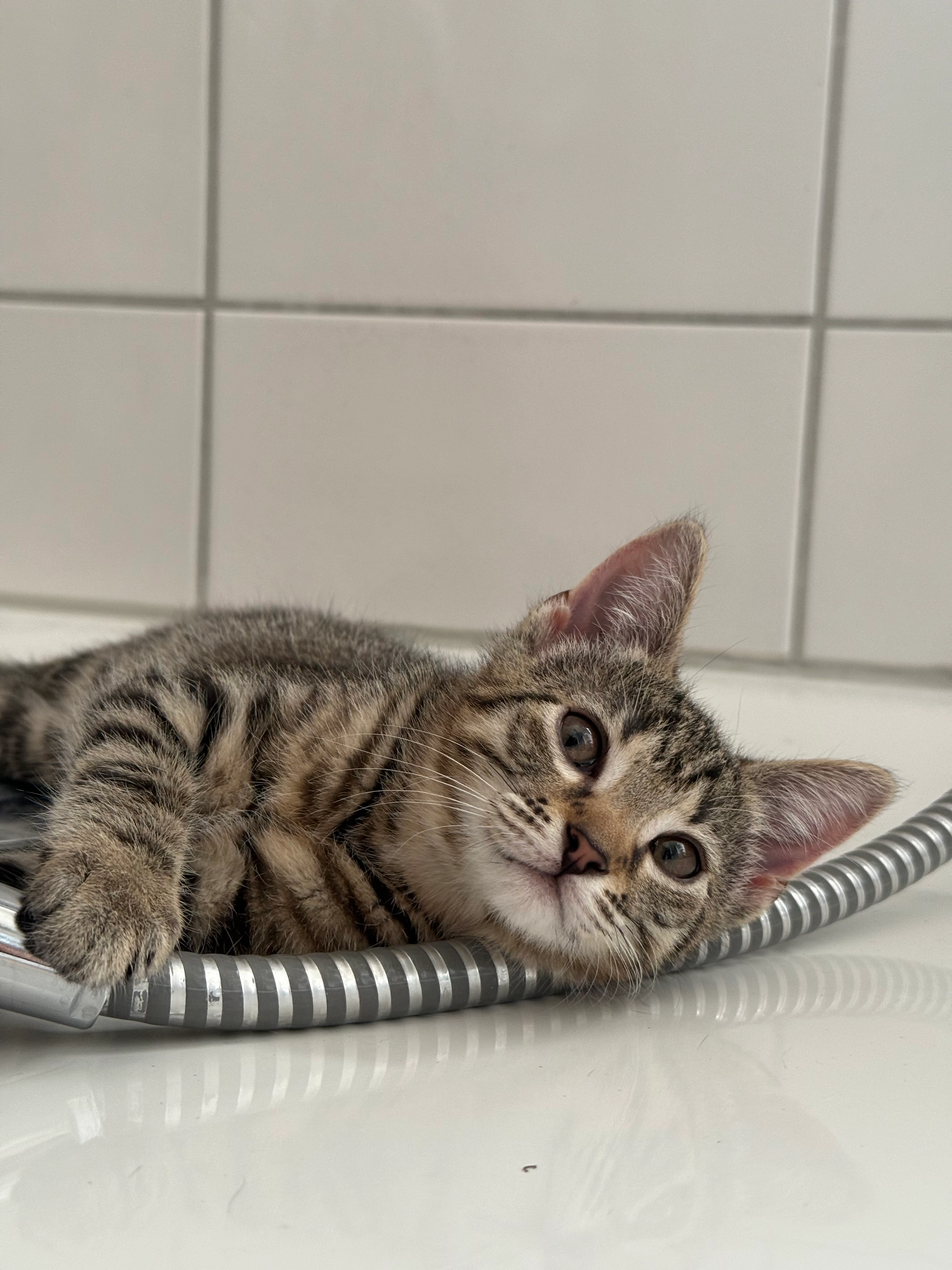 Paula - Rommelsberg, Laupheim