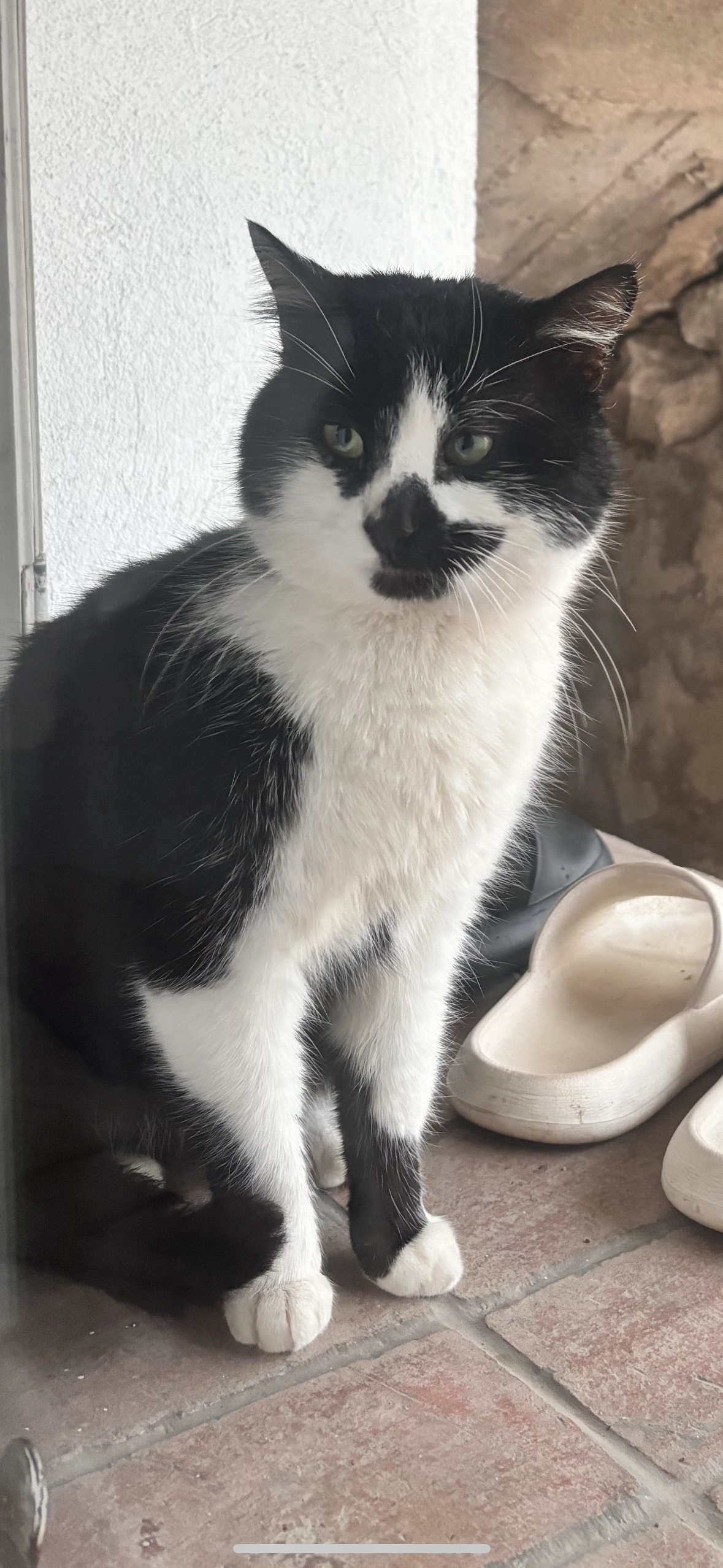 Minou - 83490, Le Muy