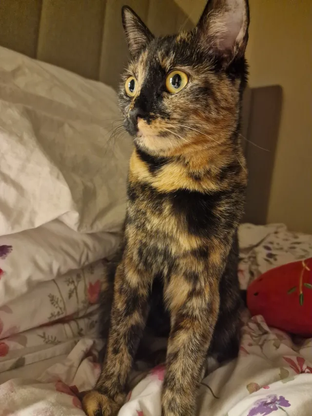 Matilda - NW8 9, London