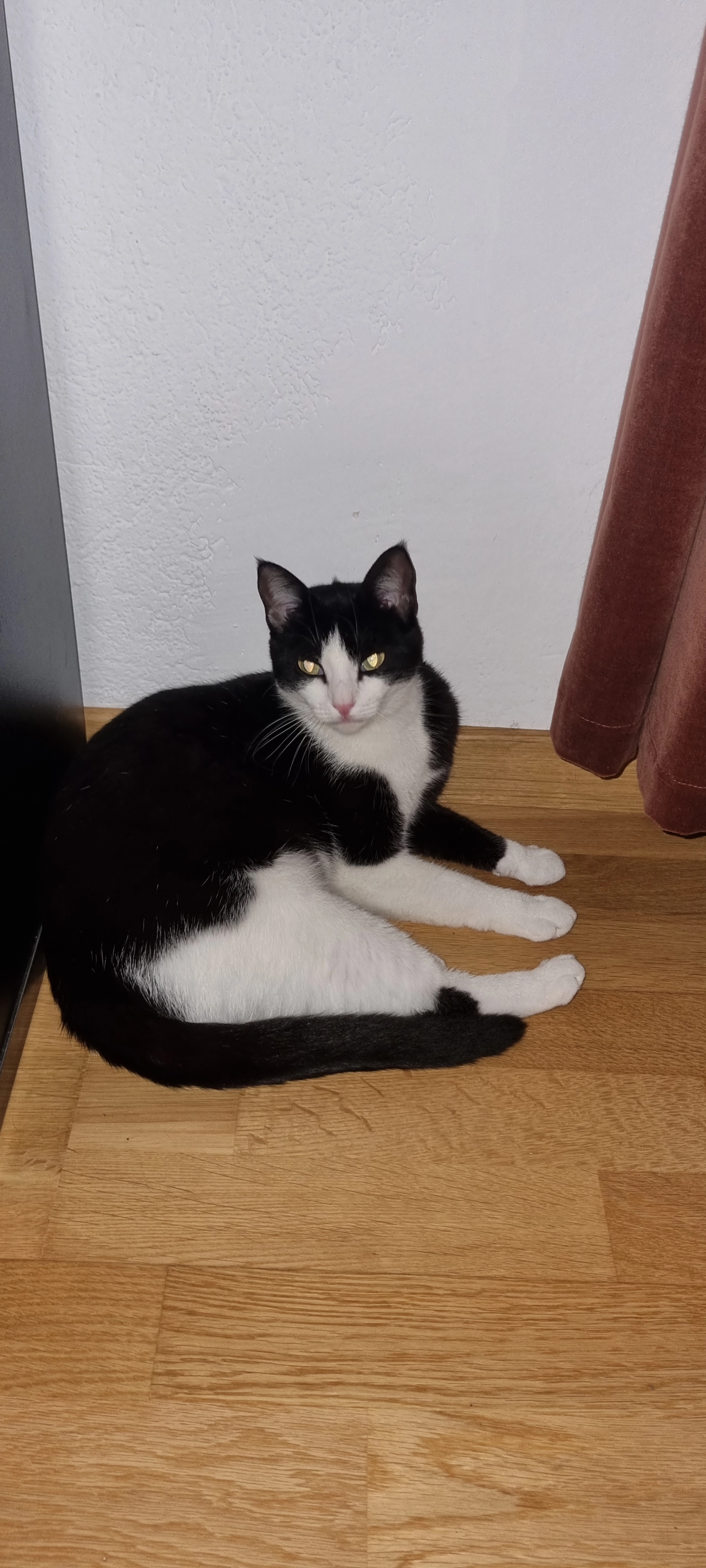 EEVEE - Chemin du Mont Tendre, Penthalaz