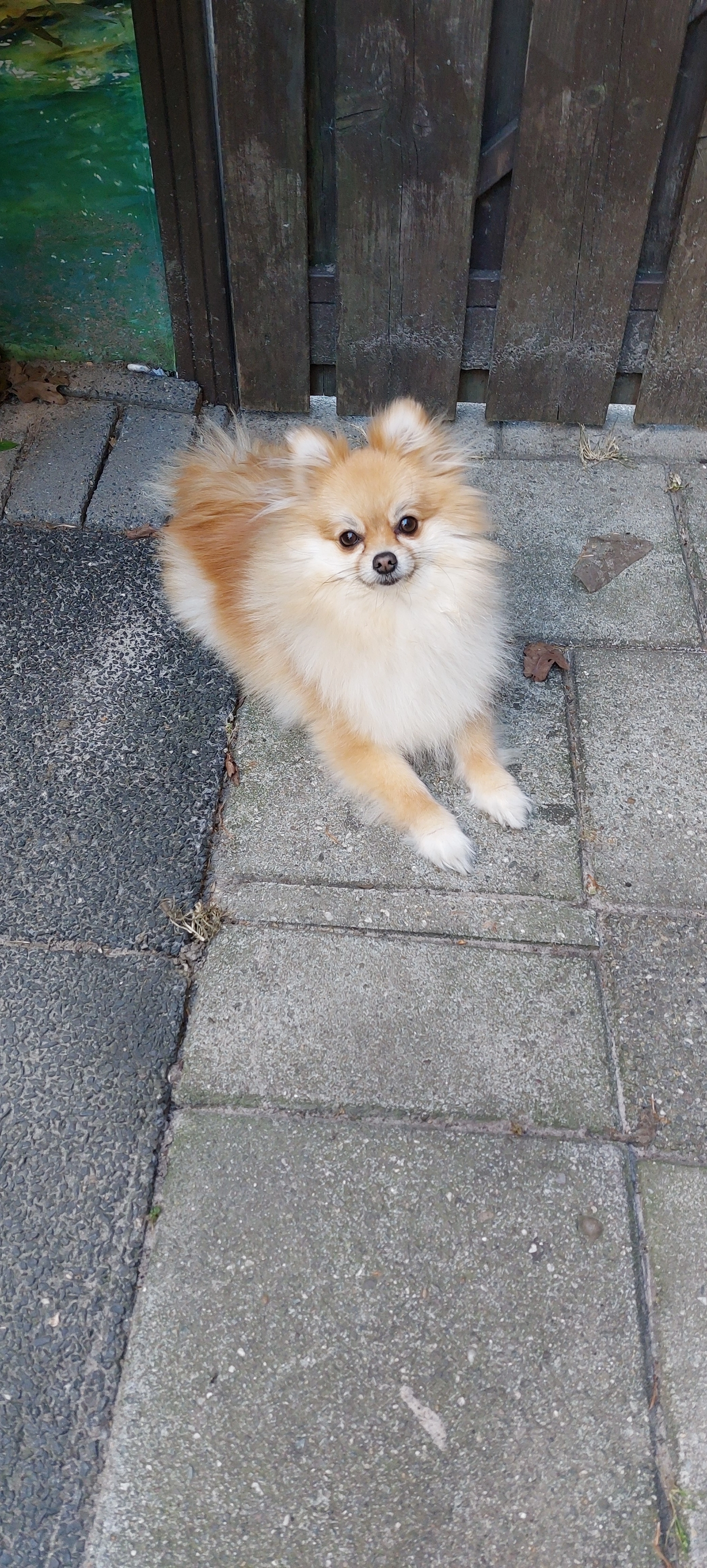 Nola - Plevier, Bunschoten-Spakenburg