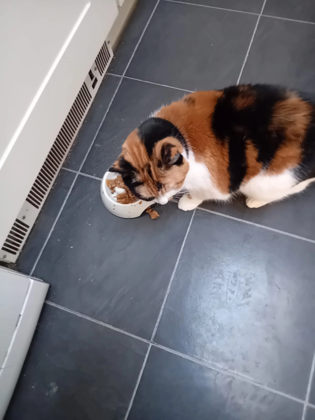 Tinker - York Street, Nelson