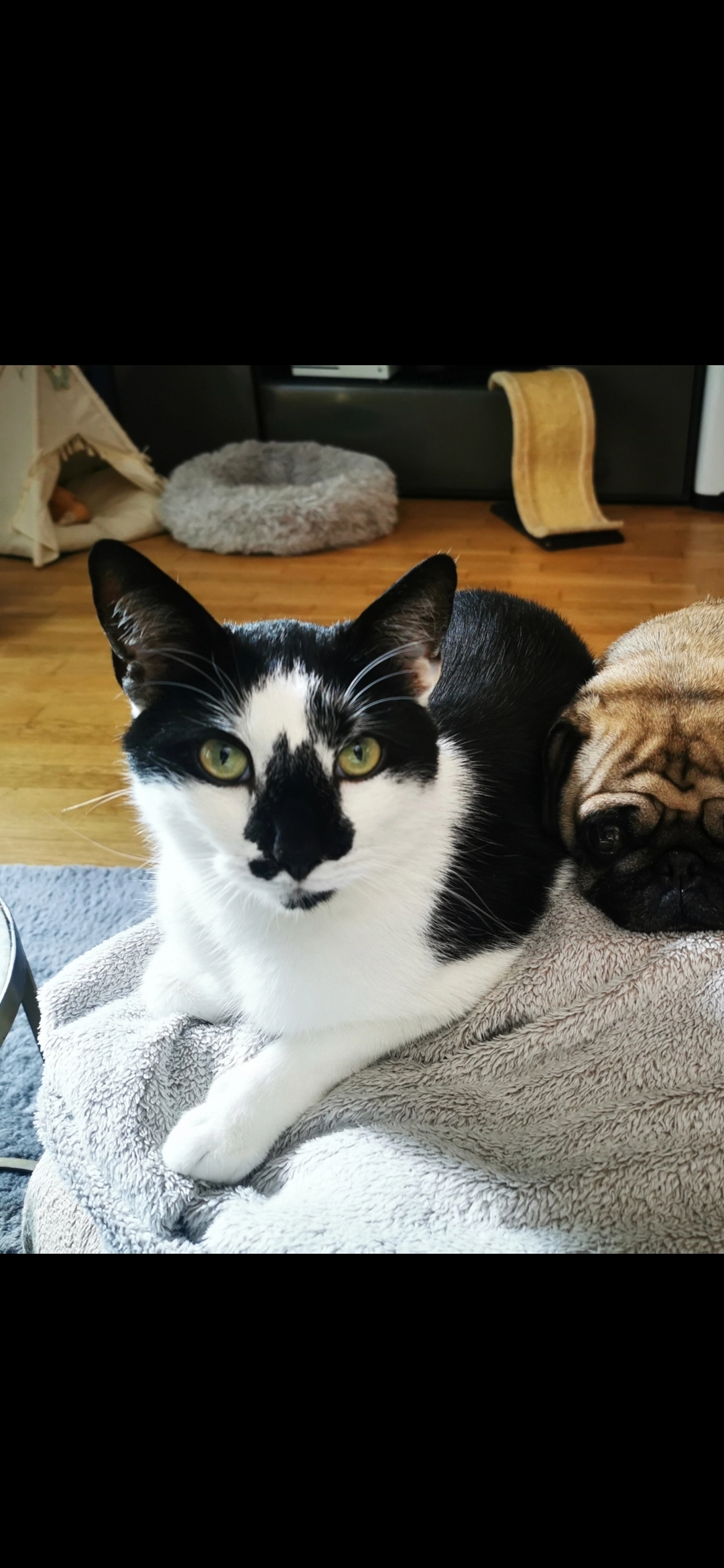 Sherlock - Mount Lane, Bridport