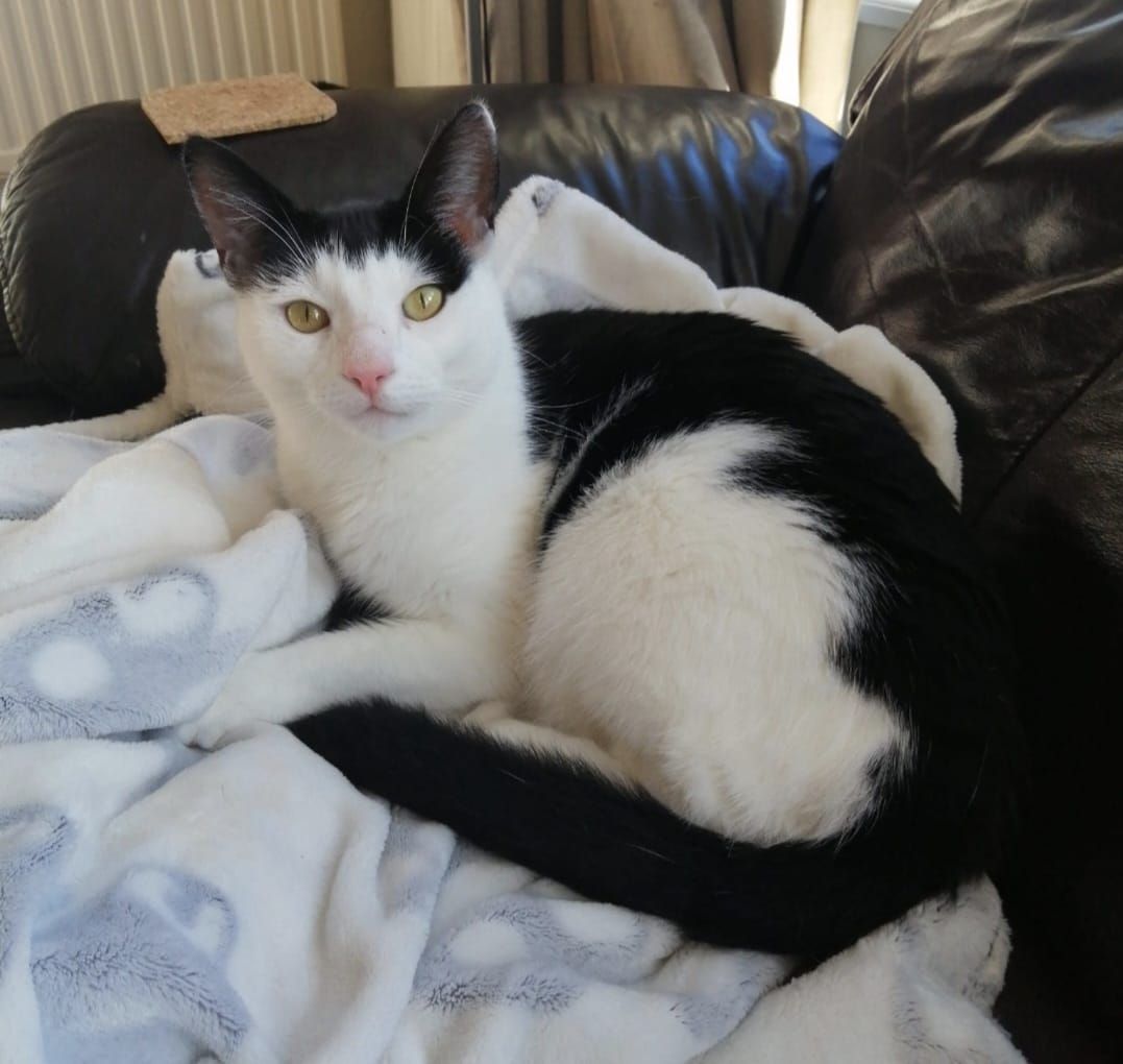 Wilbur  - Laura Grove, Paignton