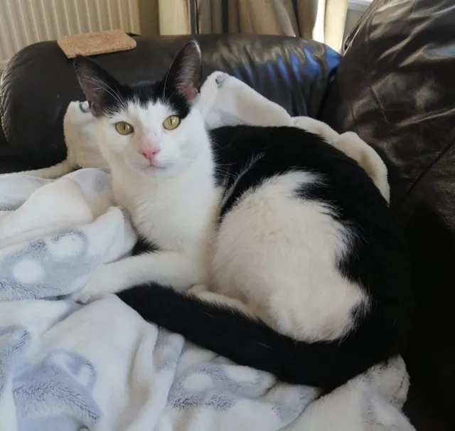 Wilbur - Laura Grove, Paignton