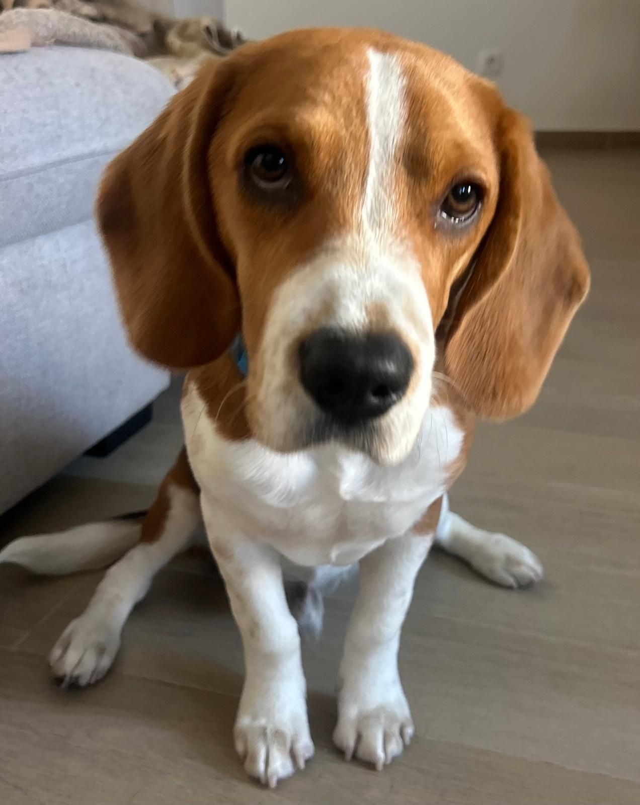 Snoopy  - Rua do Rio 4, Fontanelas