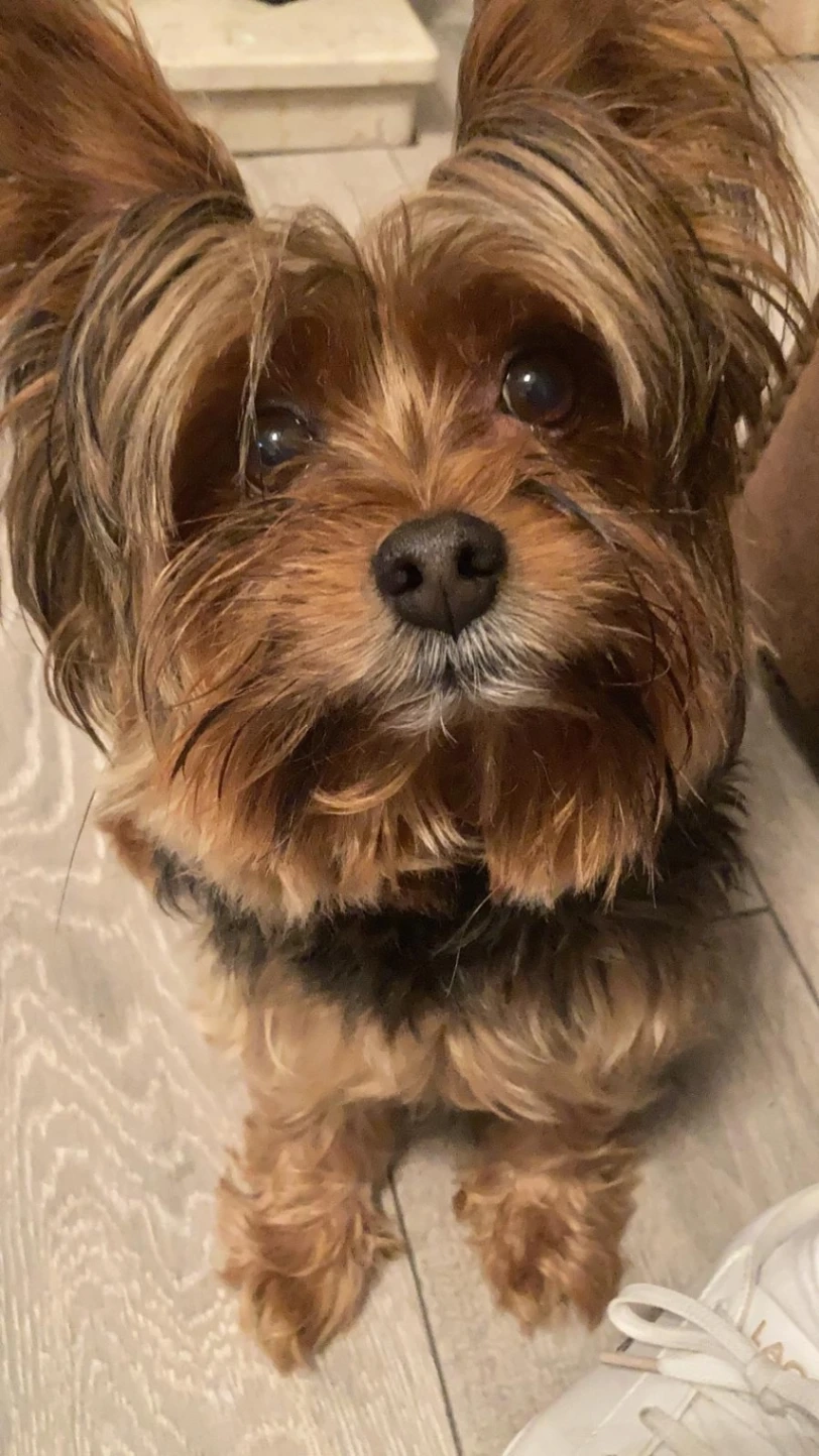 Pepe - Church Road, Swansea