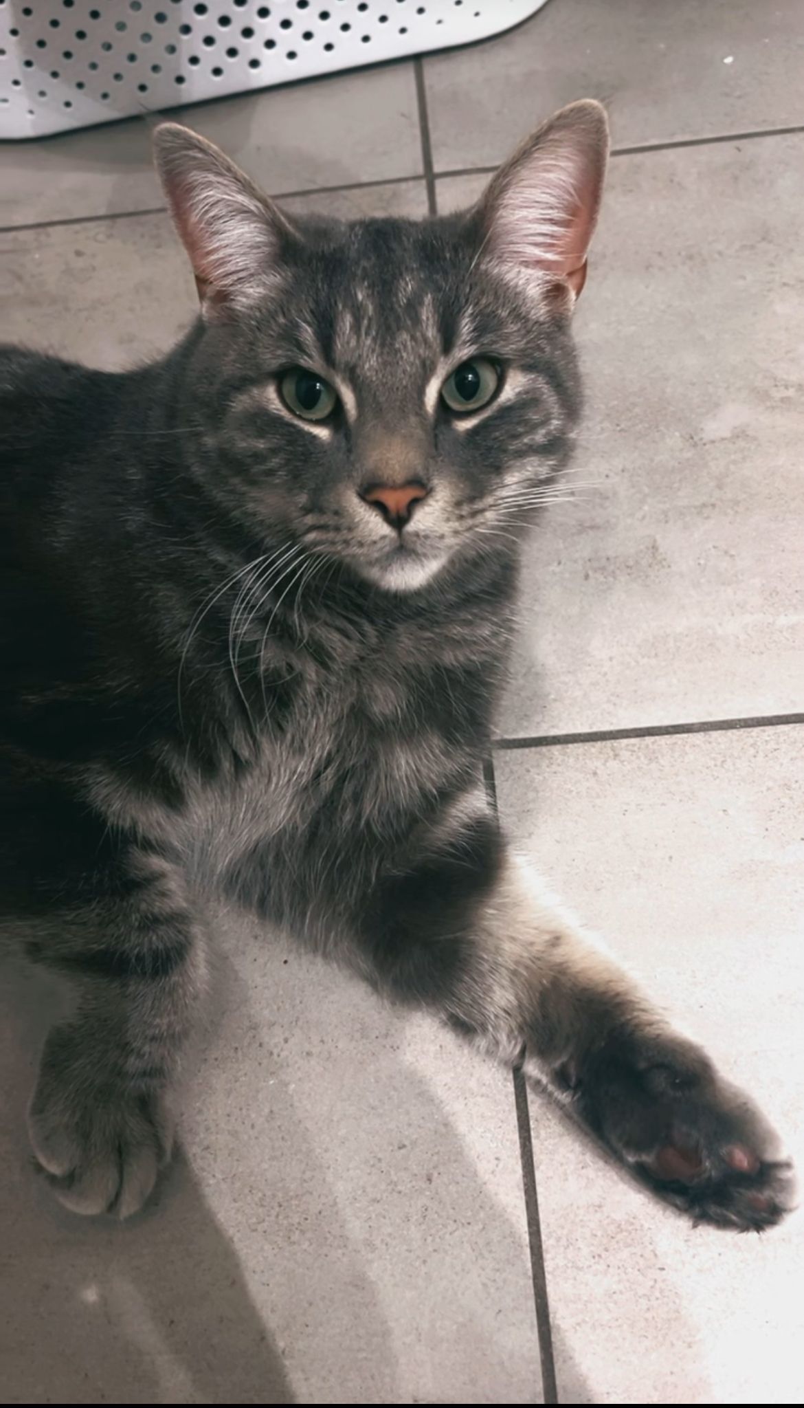 Milo - Wattvej 14, Brøndby