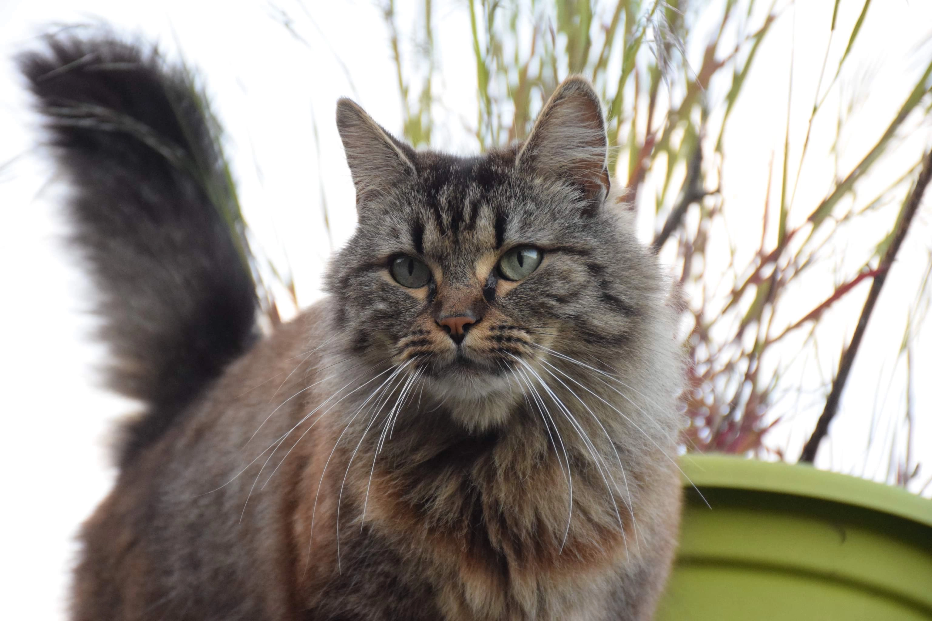 Bouboule - Rue Joseph Wauters , Engis