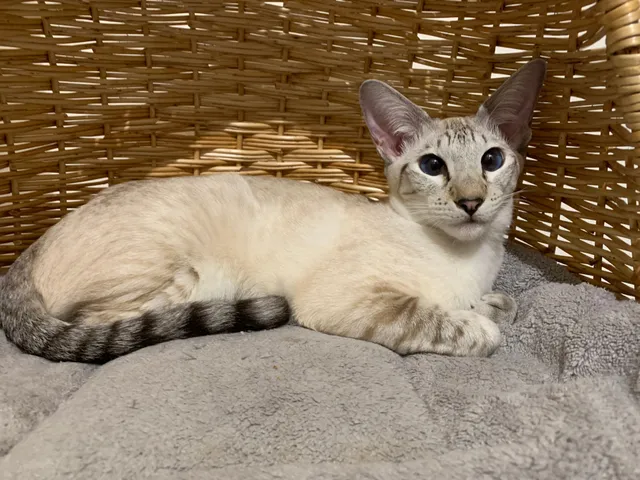 Freya - Willow Road, Kettering