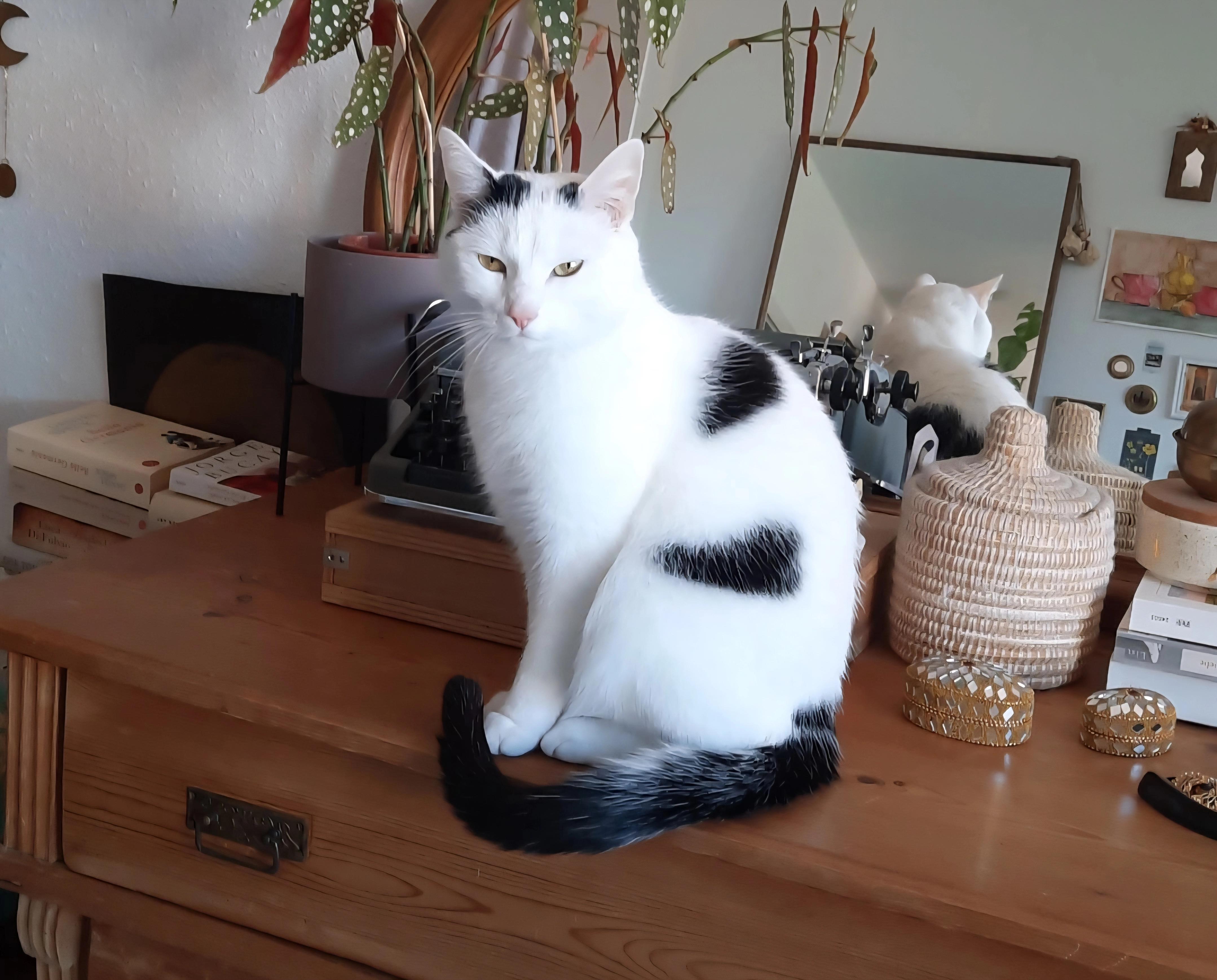 Lotte  - Grevener Straße, Münster