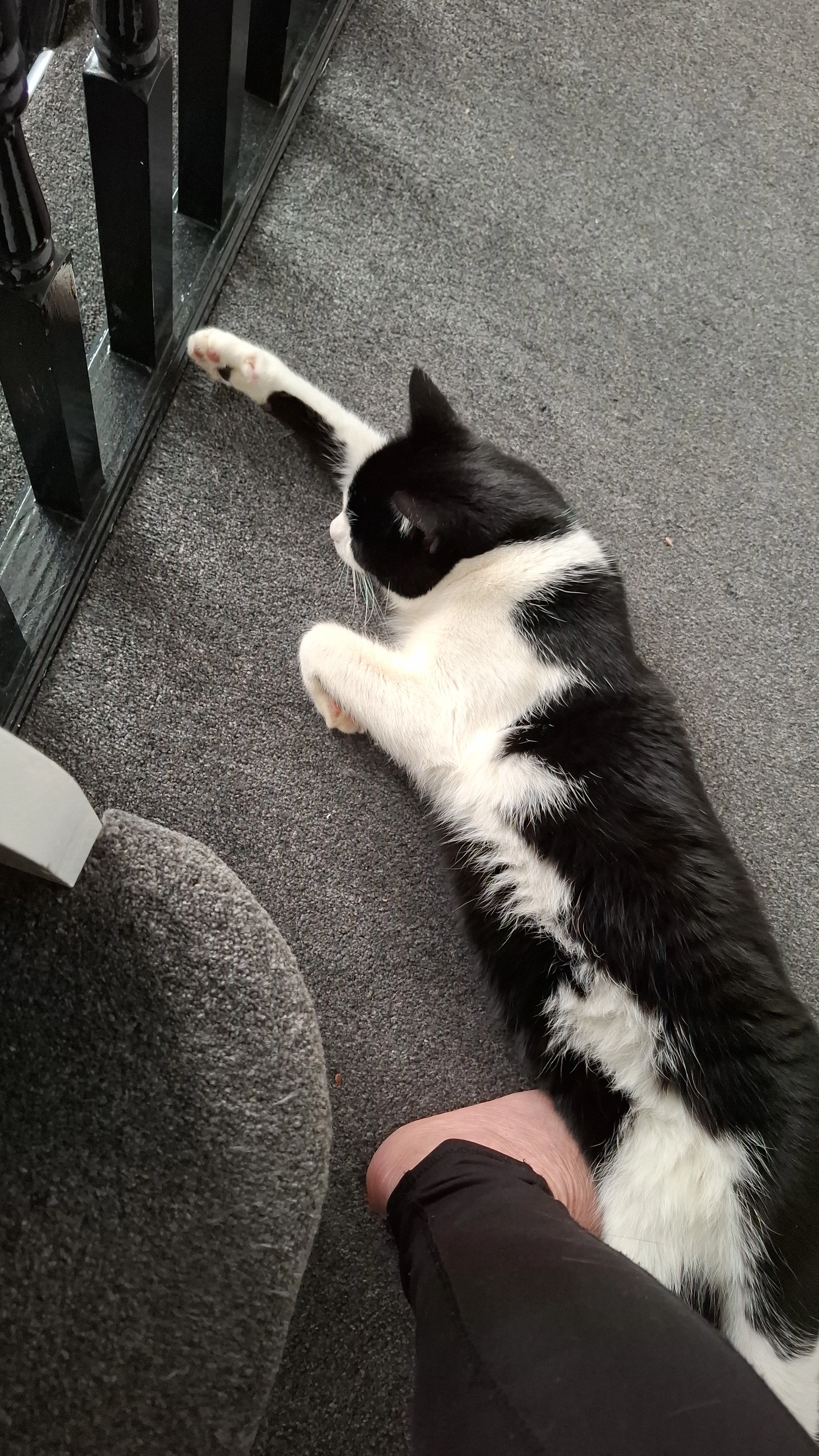 Pickle - 53 Rylstone Way, Saffron Walden