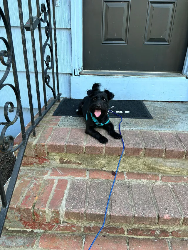 Sevyn (7) - South Franklin Street, Hempstead