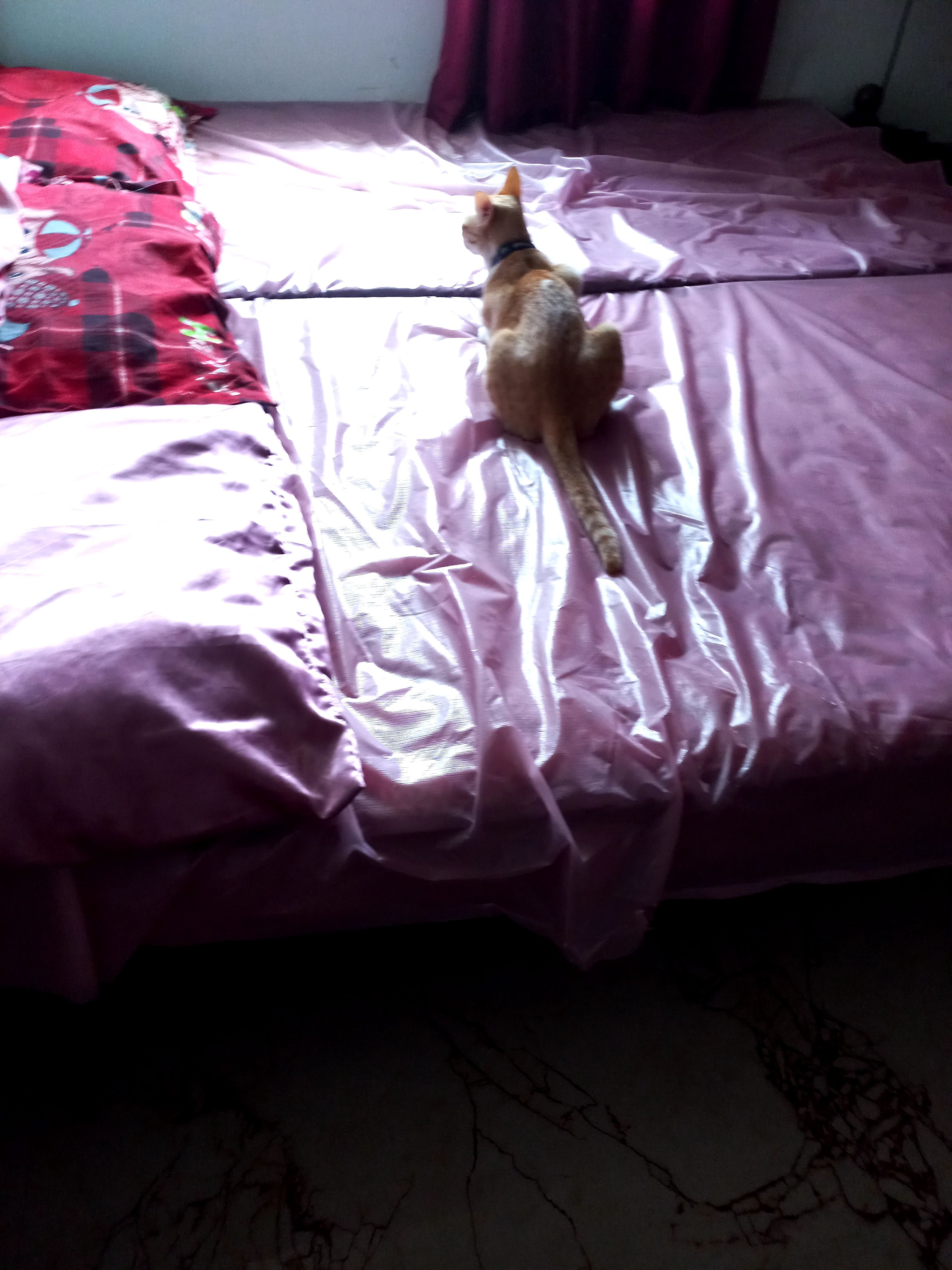 Bashu - Anekal Road, Anekal Bangaluru