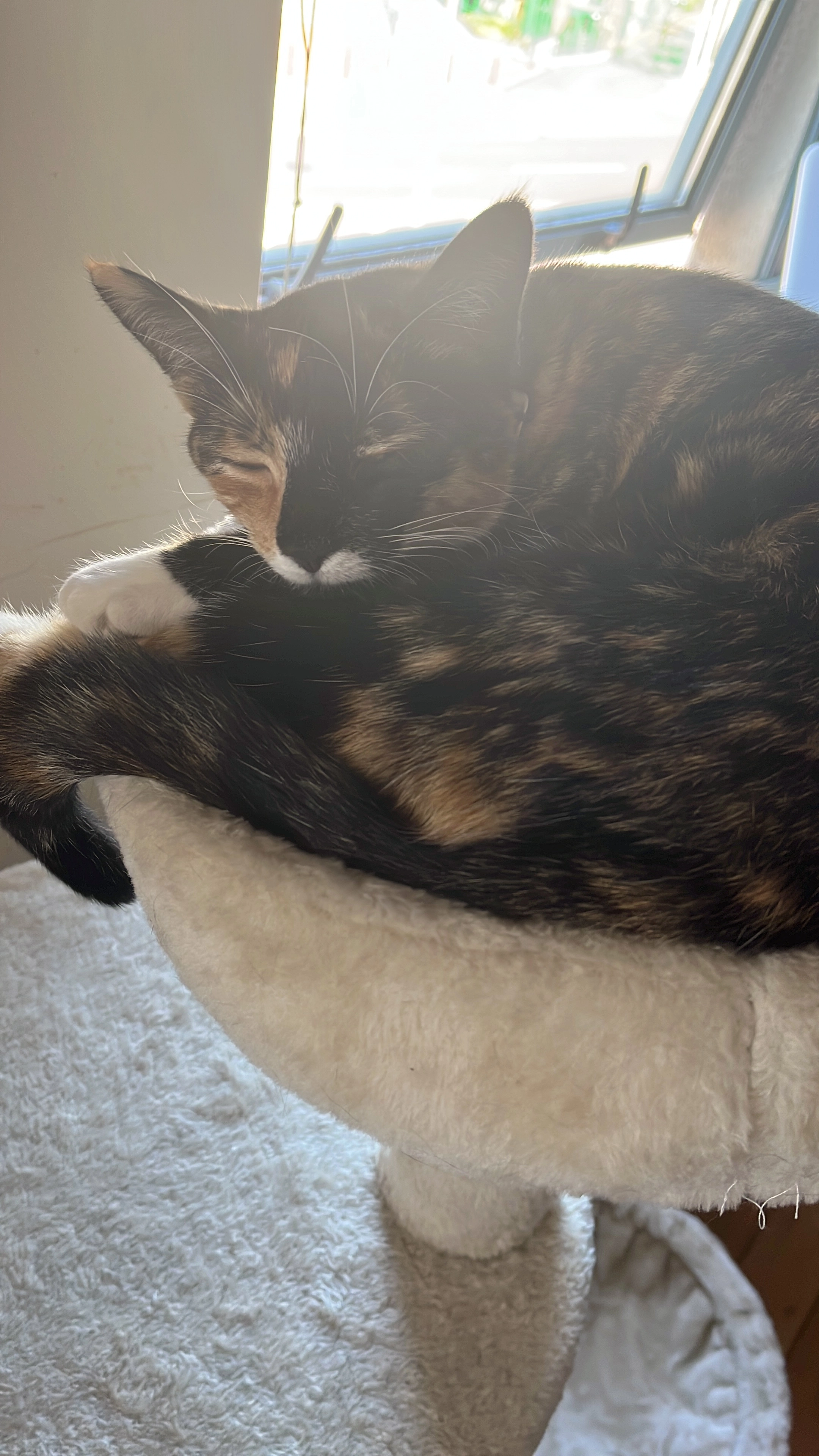 Carota - Leitrim Street, Cork