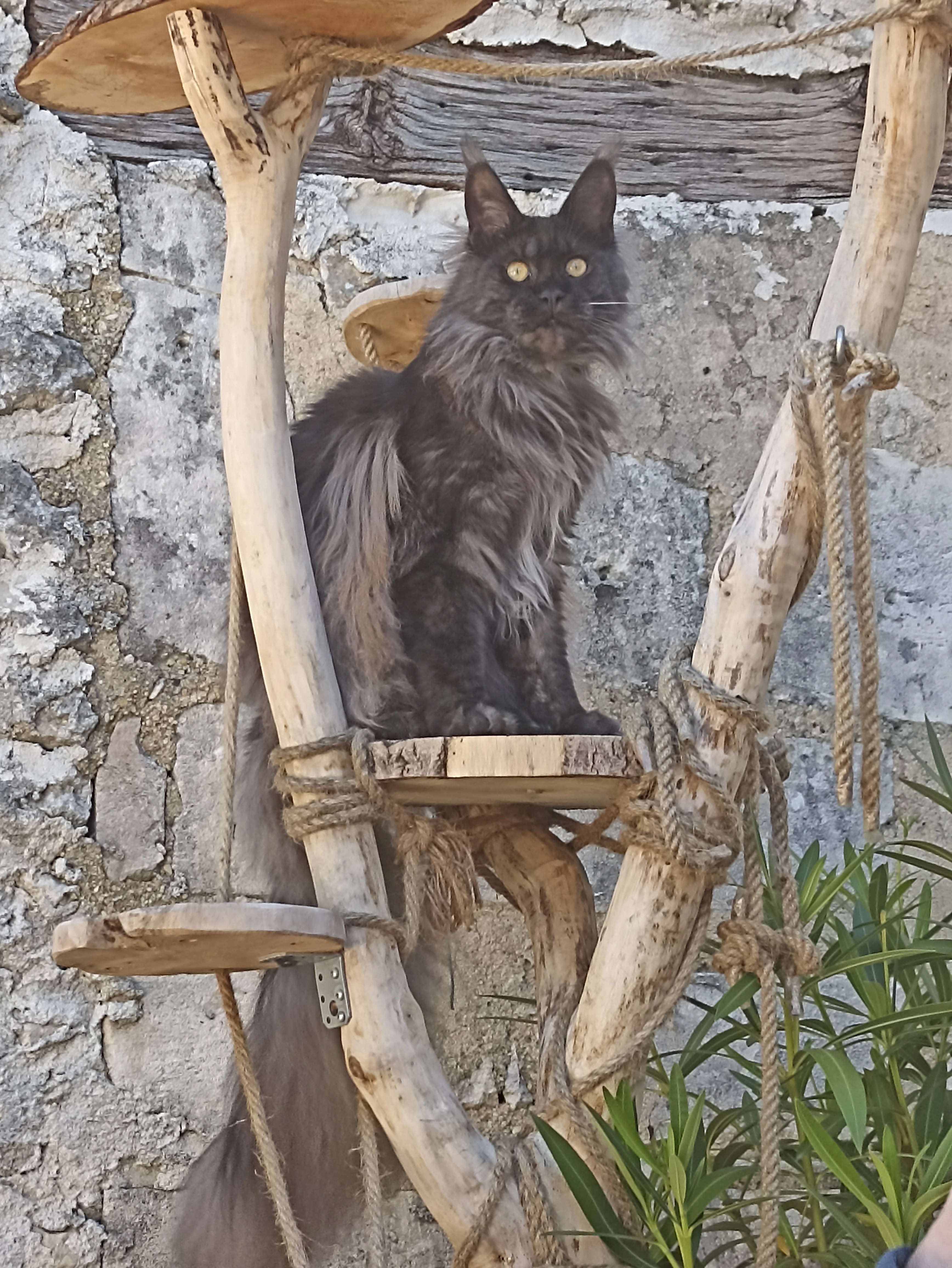 LILLY - Rue De La Croix Pélerin, Gensac-la-Pallue