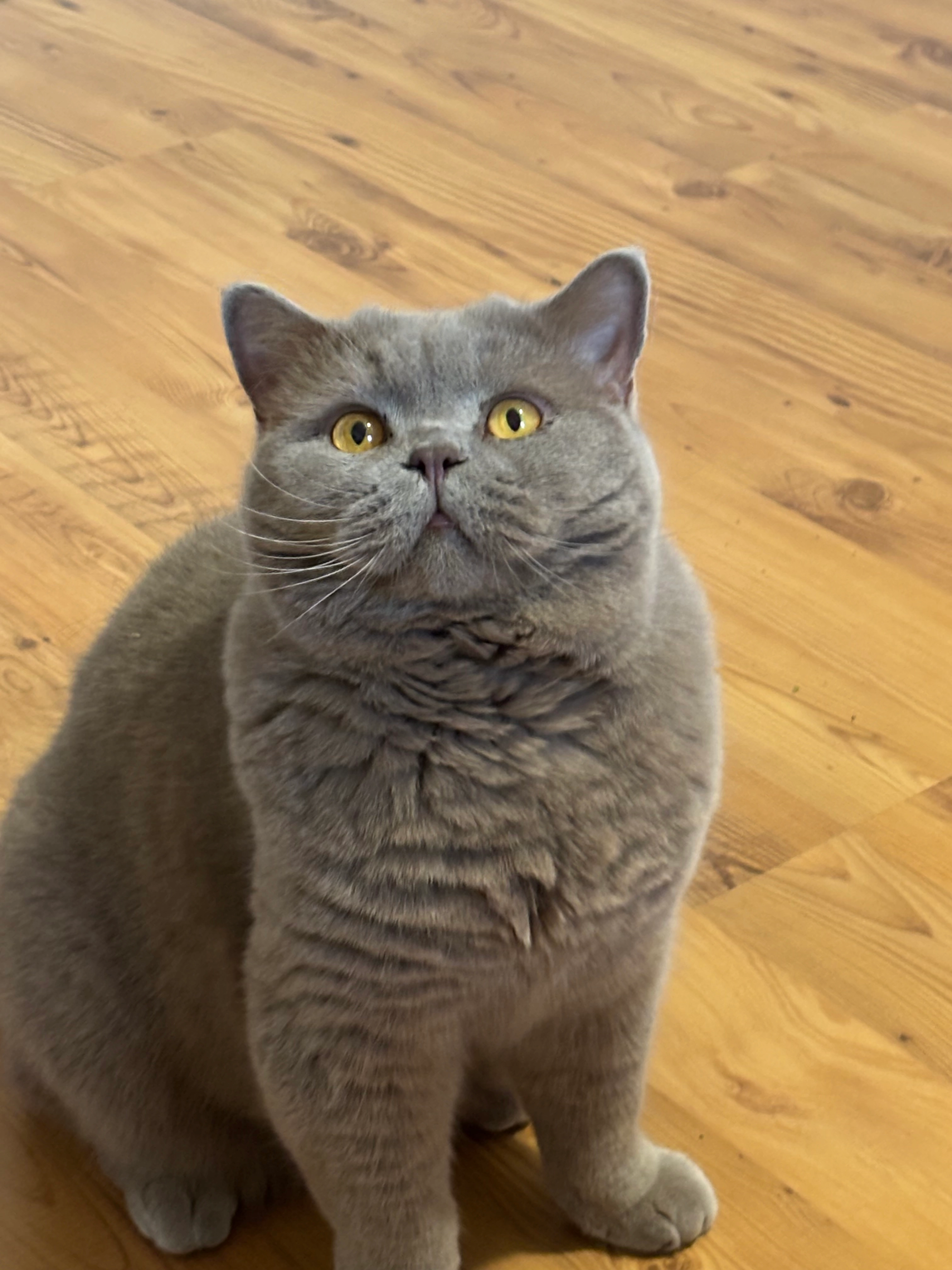 Puffik - The Willows, Cavan