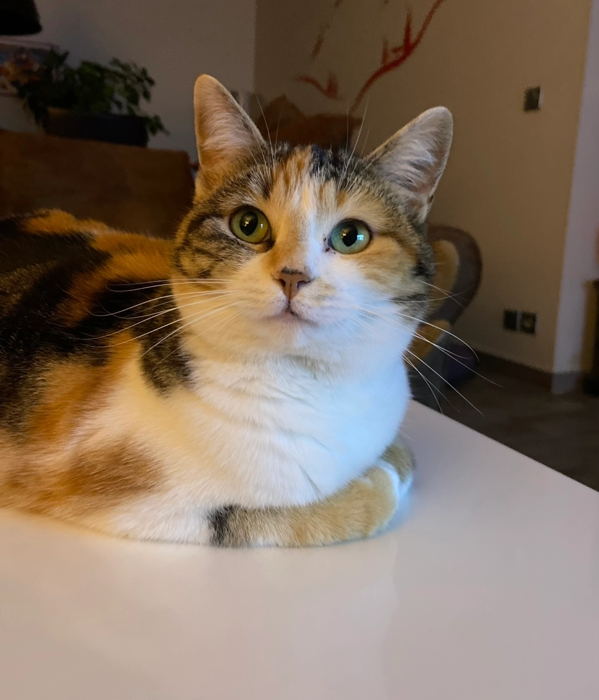 Gabby - Allée De Harotzaenea, Saint-Pierre-d'Irube