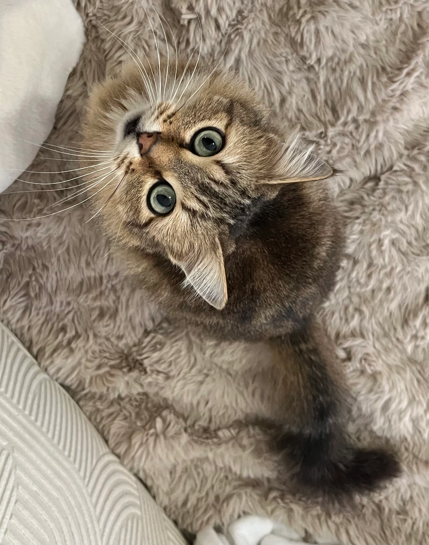 Haru - Rue Vernhes, Beaumont-de-Lomagne