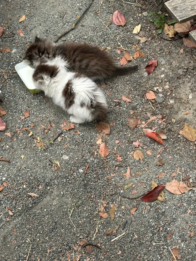 Baby kittens - 42985 Noria Rd, Fremont