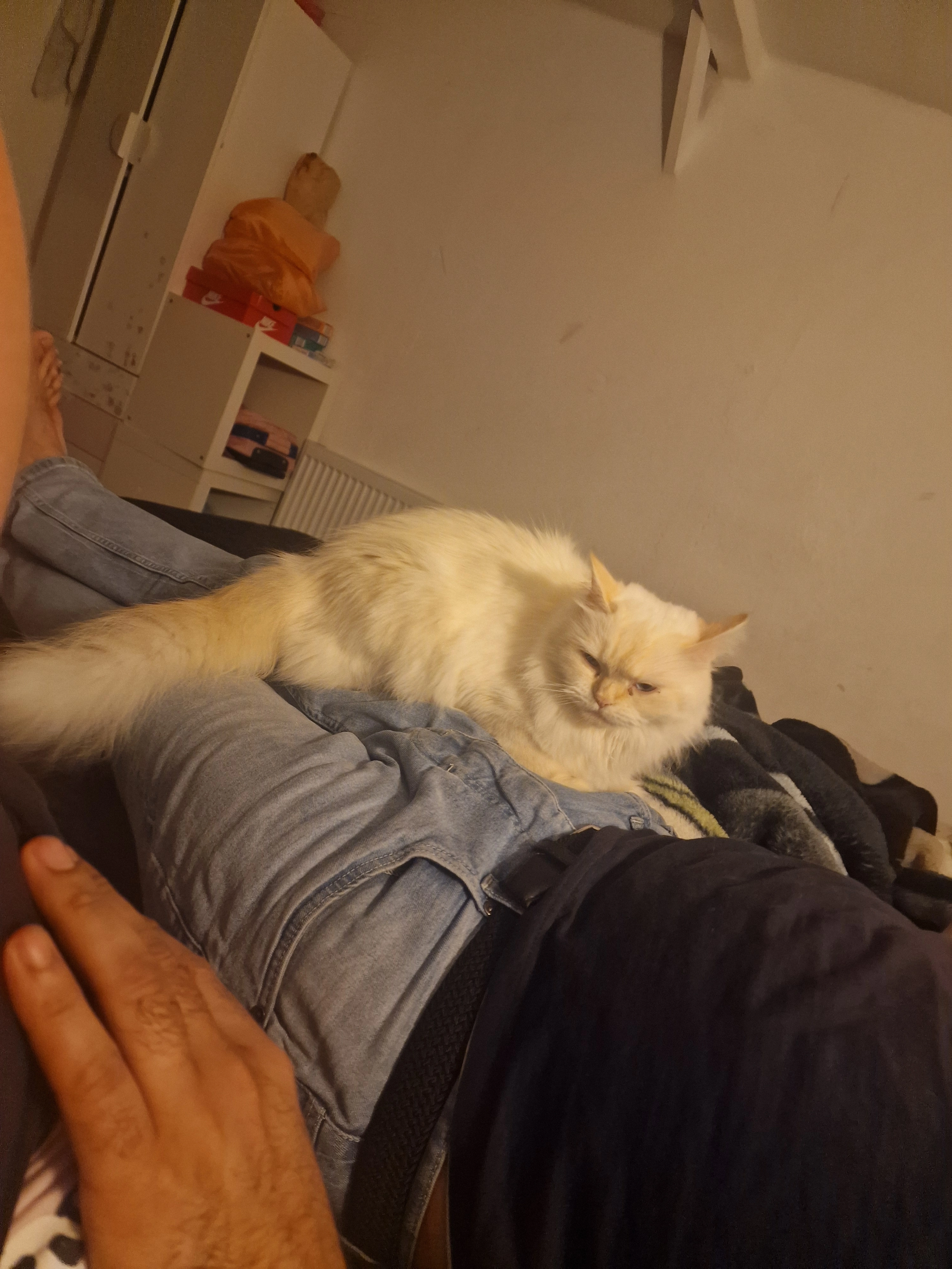 Loulou - In den Sandbergen, Verden