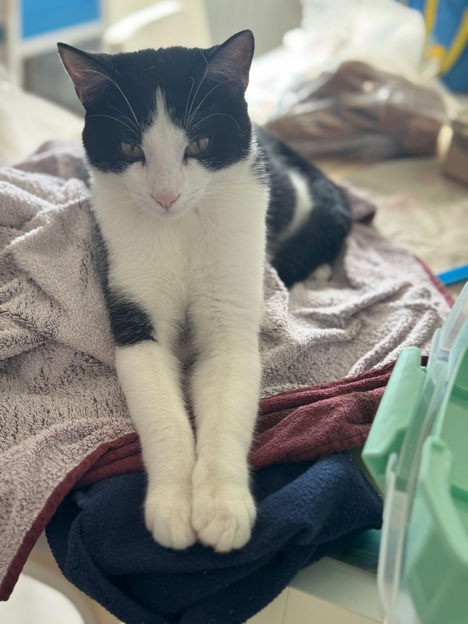 Oreo - Ulmenweg, Neudenau