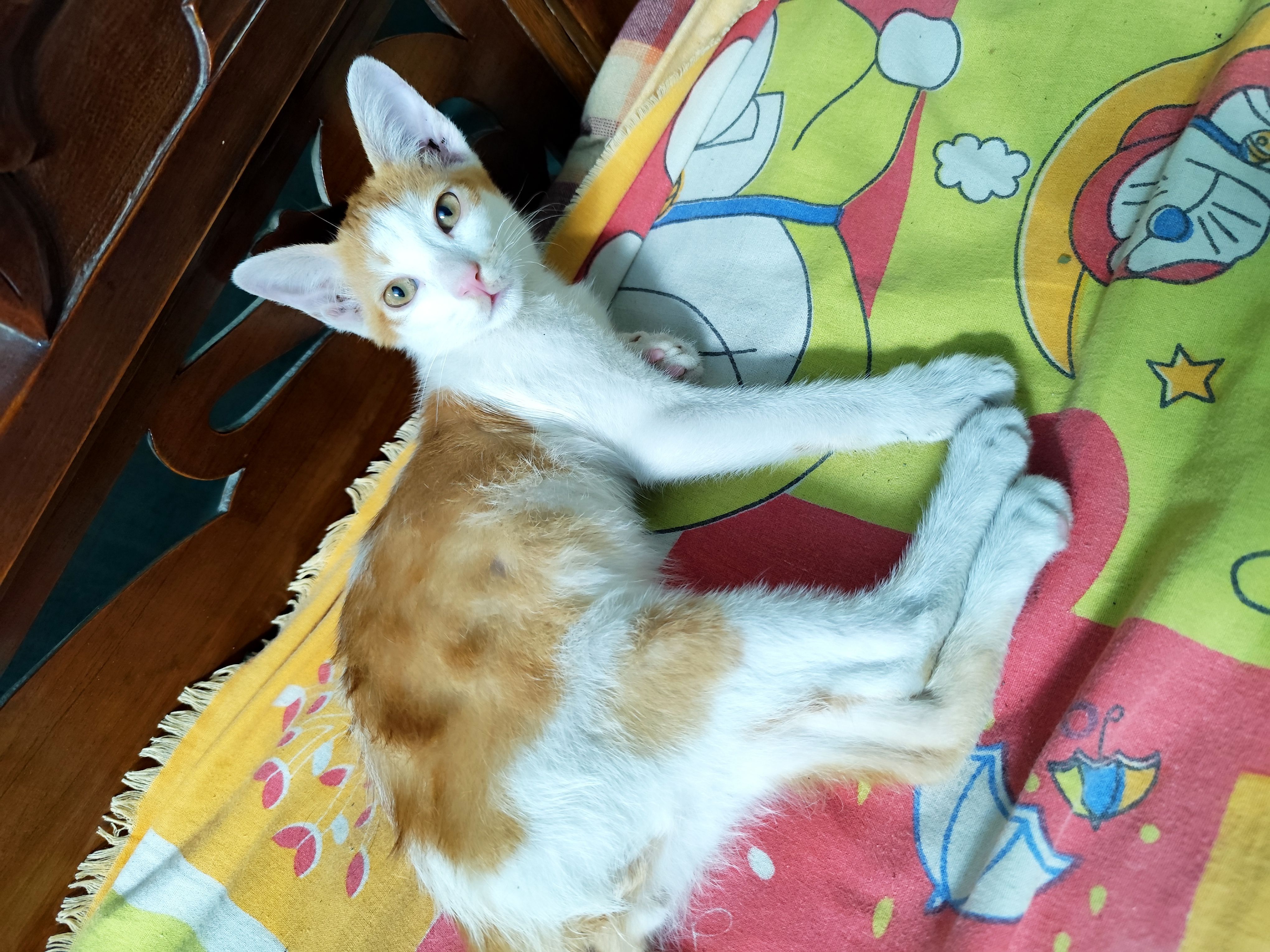 Babu - Tara Pukur South, Barrackpore