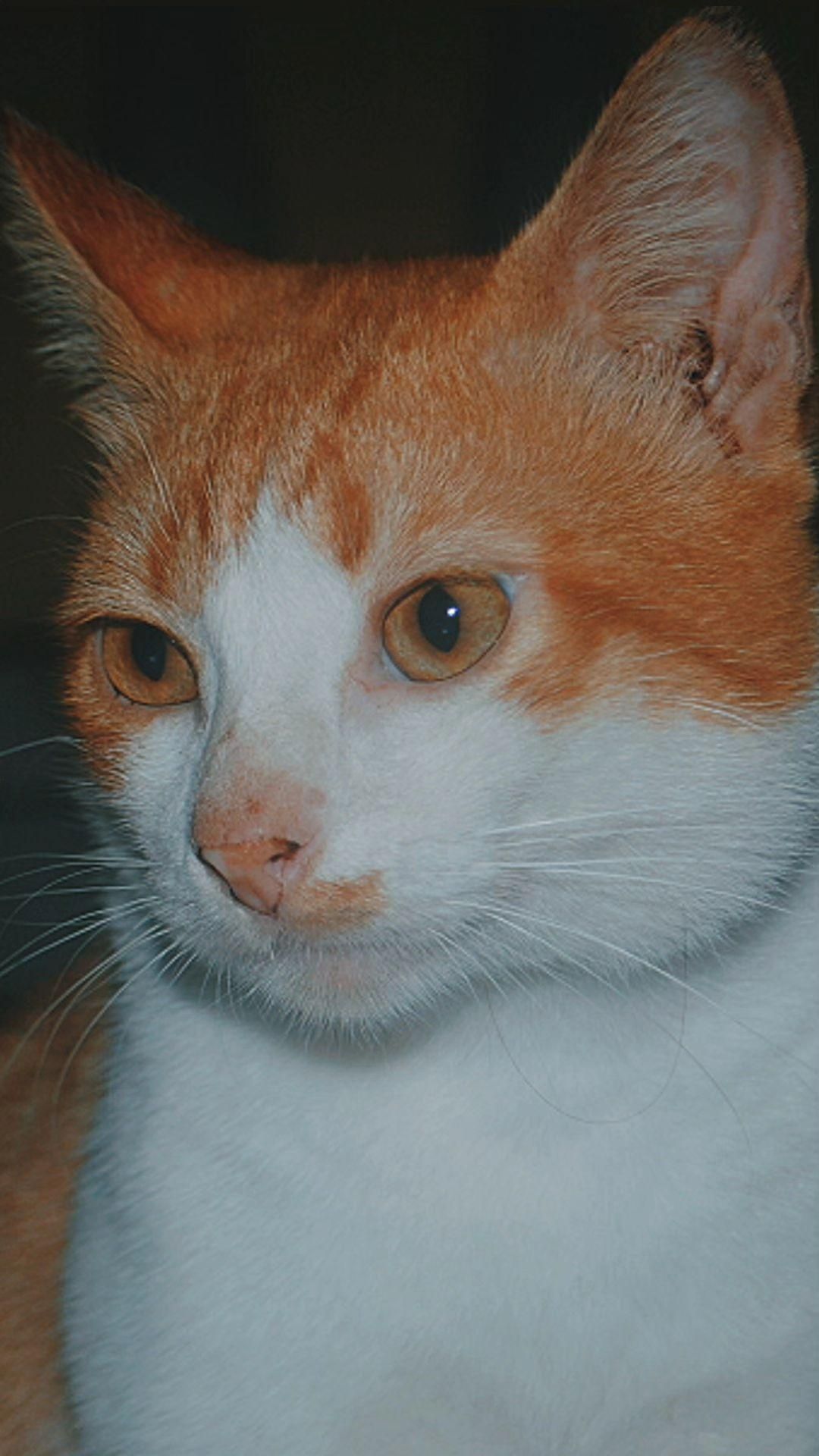 Gedek - 16150, Kota Bharu