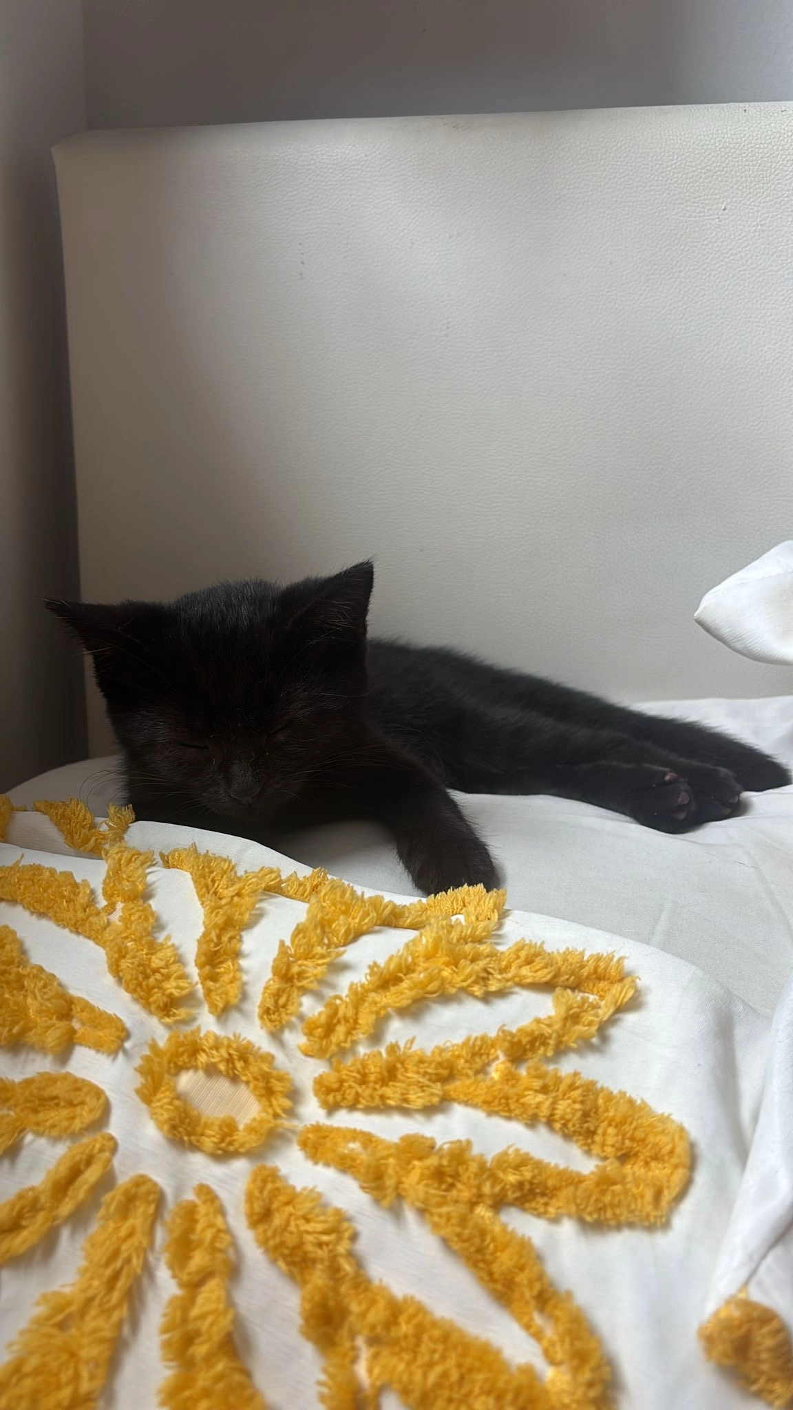 Coco - Fairmead Avenue, Westcliff-on-Sea