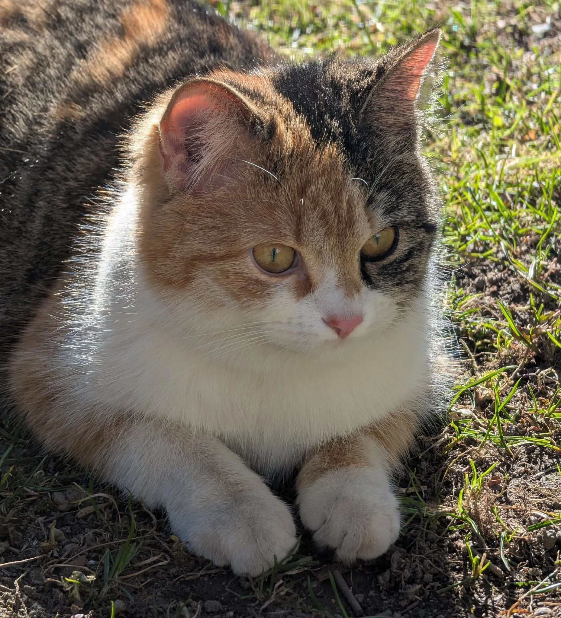 Nala - Wiesengasse 8, Innsbruck