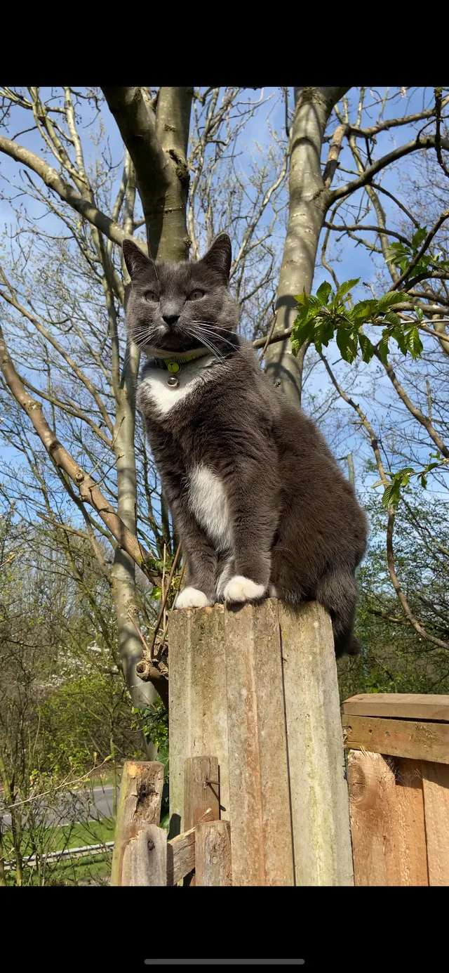 Charlie - Kingsleigh Drive, Birmingham