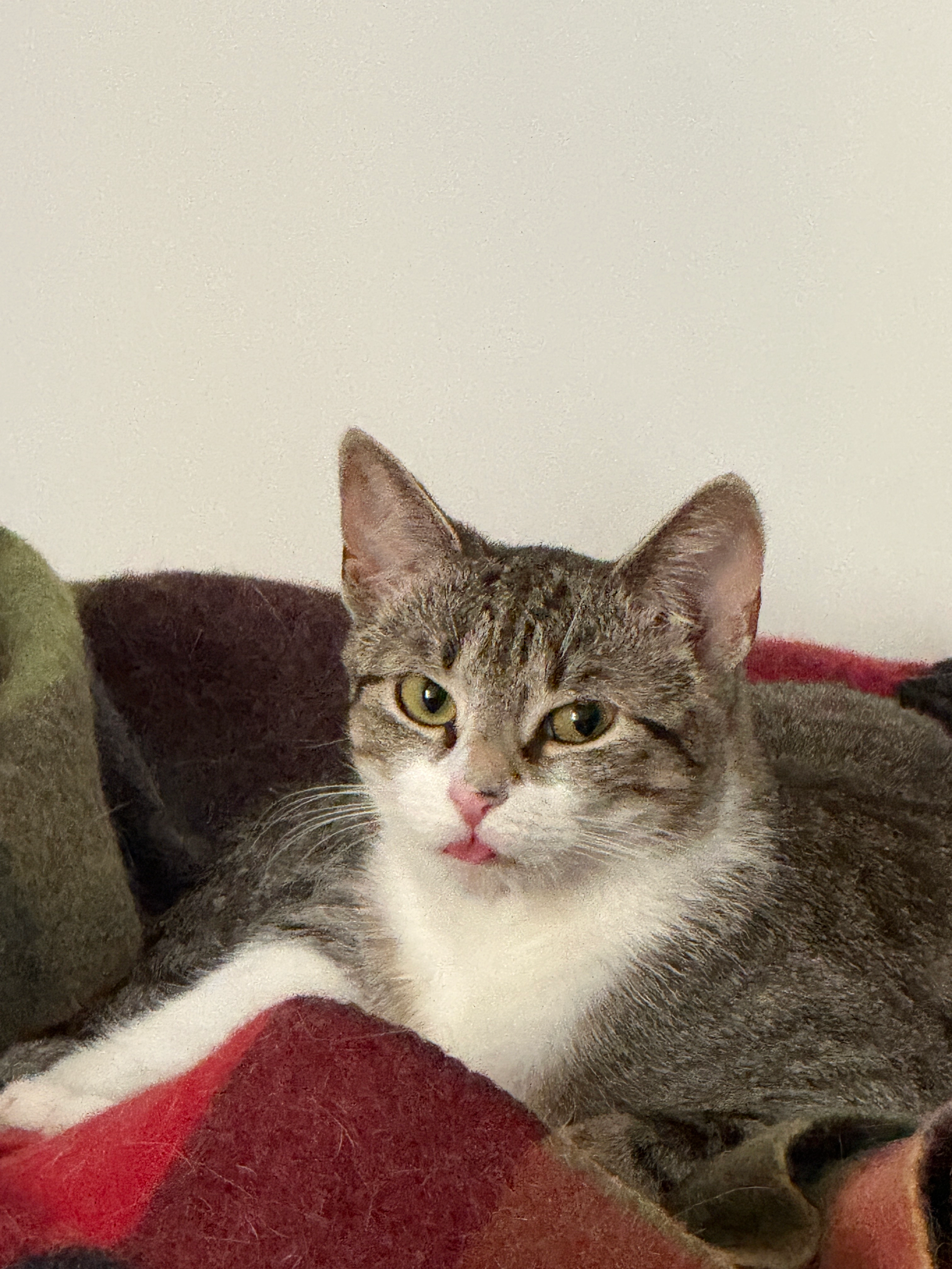 Shanice - Aleja Armii Ludowej, Warsaw