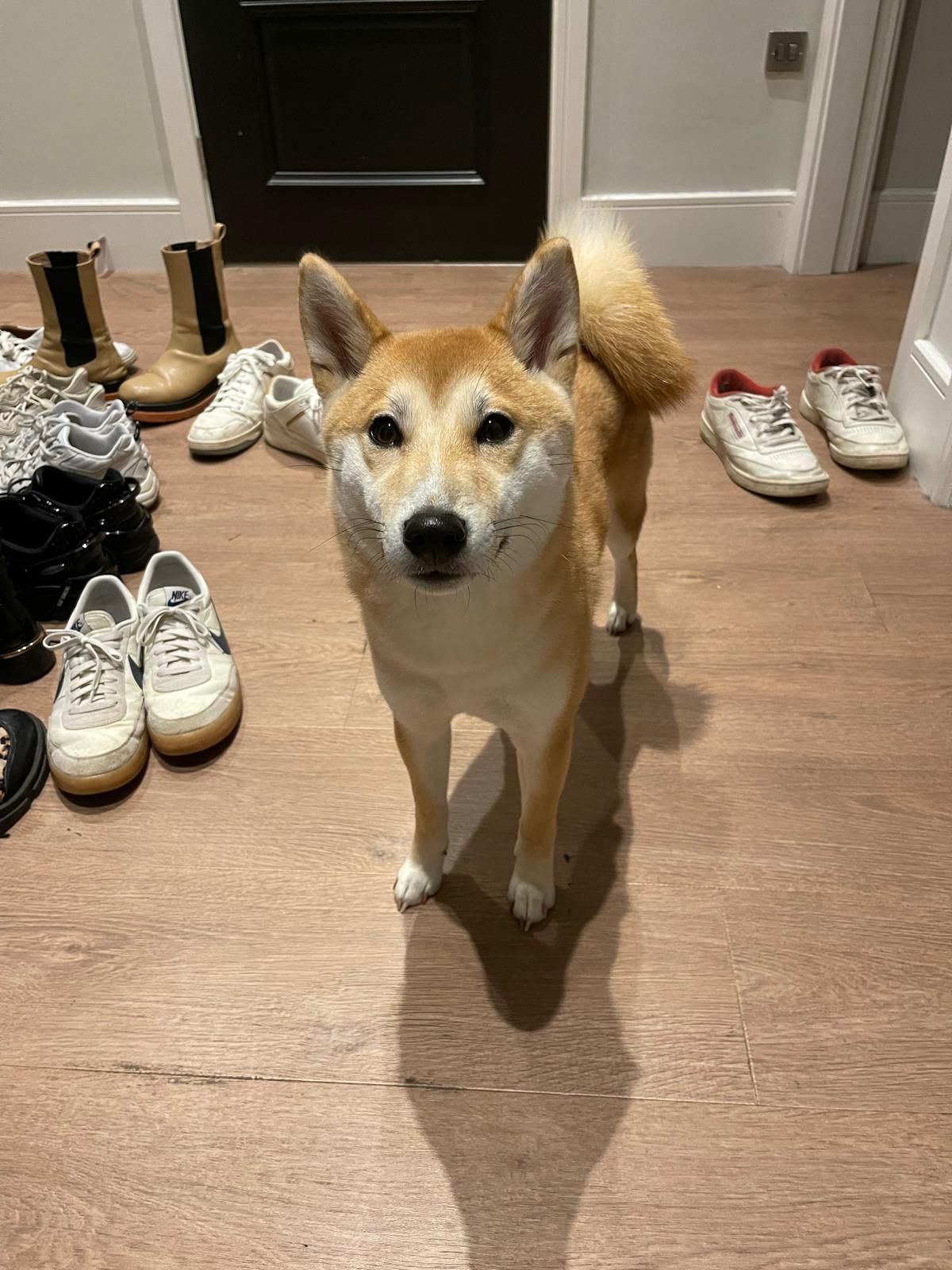 Luffa - Bancroft, Hitchin