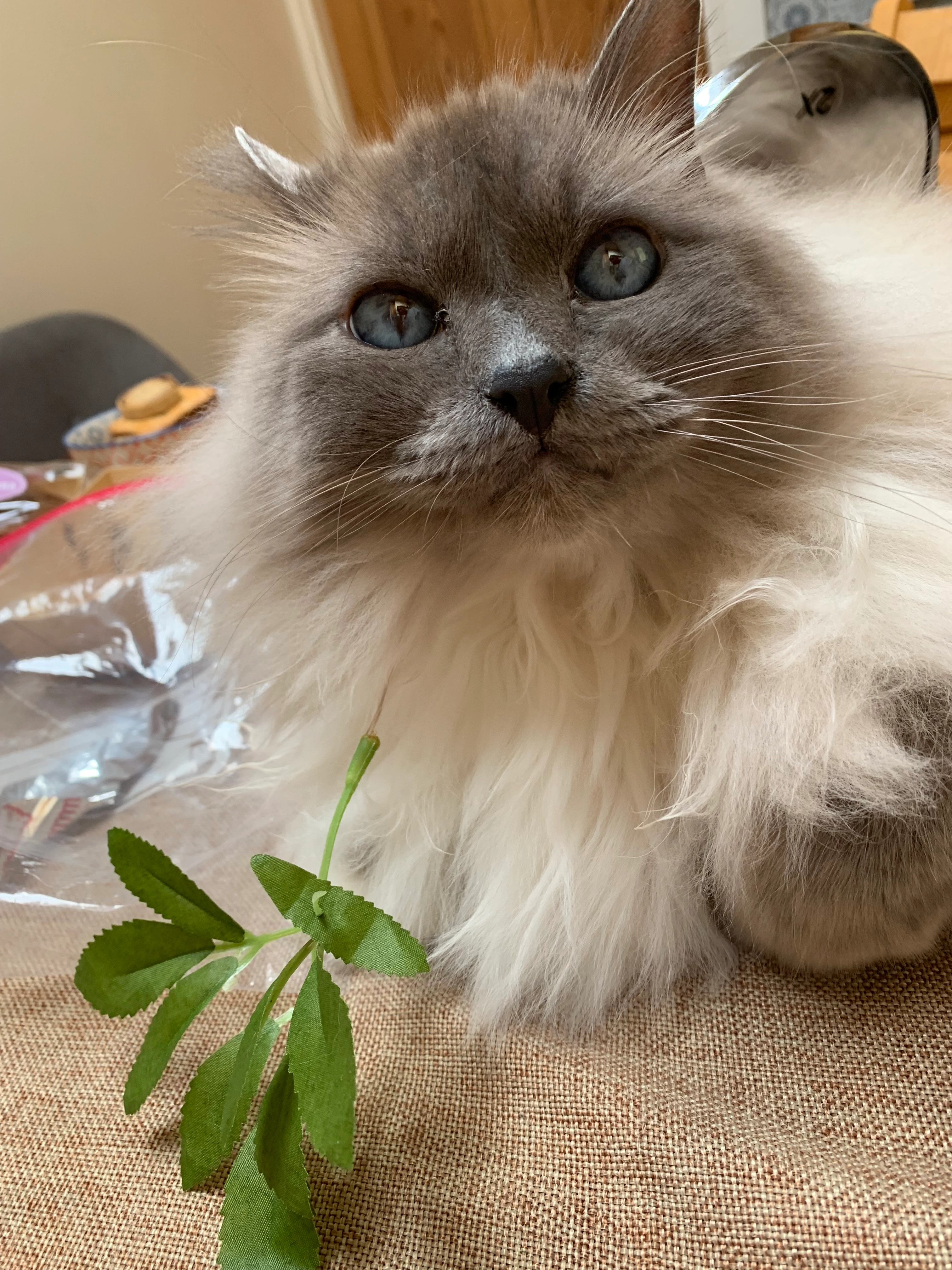 Nate - 80 Countesswells Road, Aberdeen