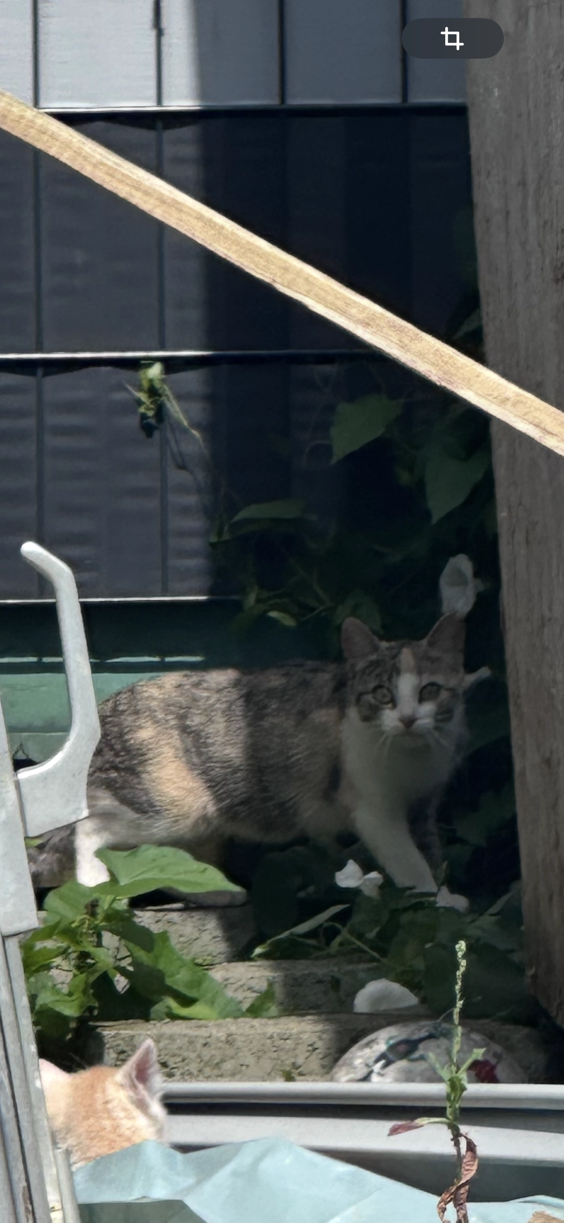 Sissi  - Lilo-Hermann-Weg, Schwäbisch Hall