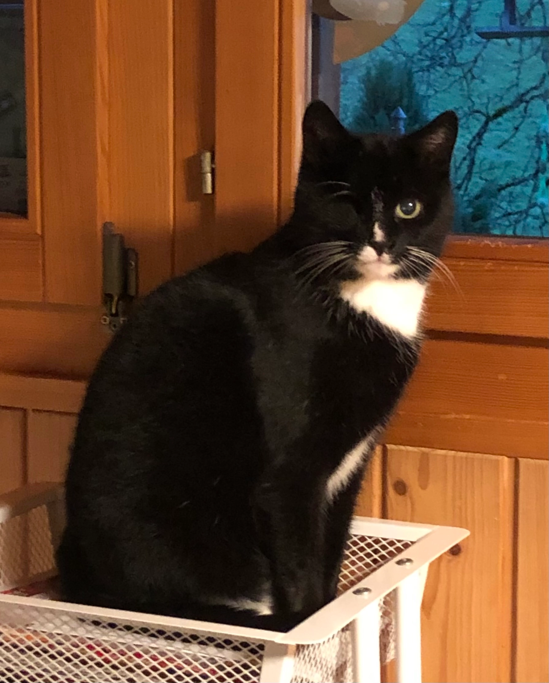 Figaro - Rotberg, Dürrenroth