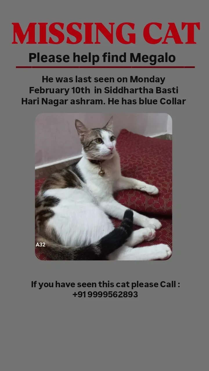 Cat name Megalo - Pocket-C Sidhartha Extension, New Delhi