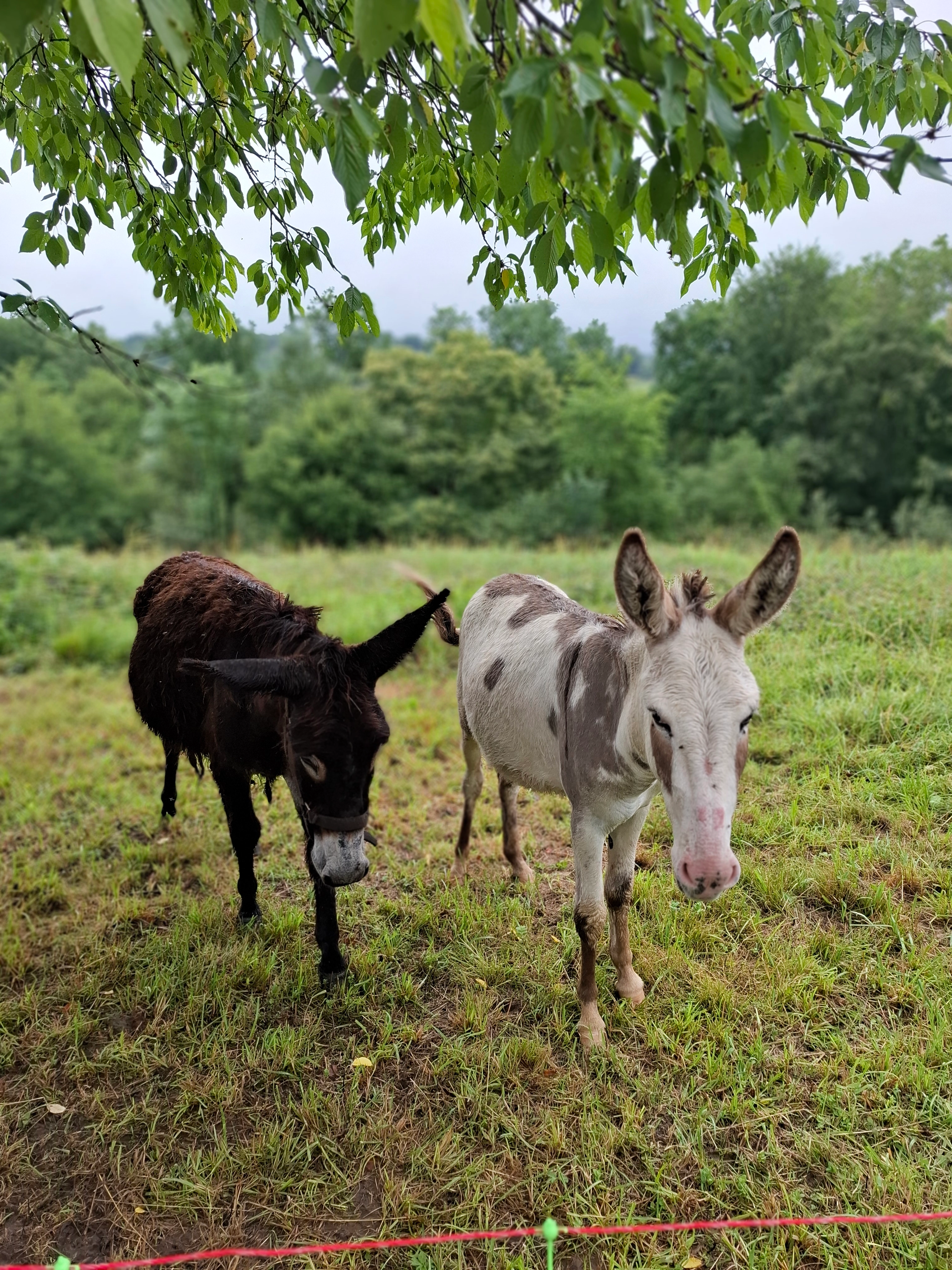 Pepper et Noé - 892 Chemin Chanquet, Lasseube