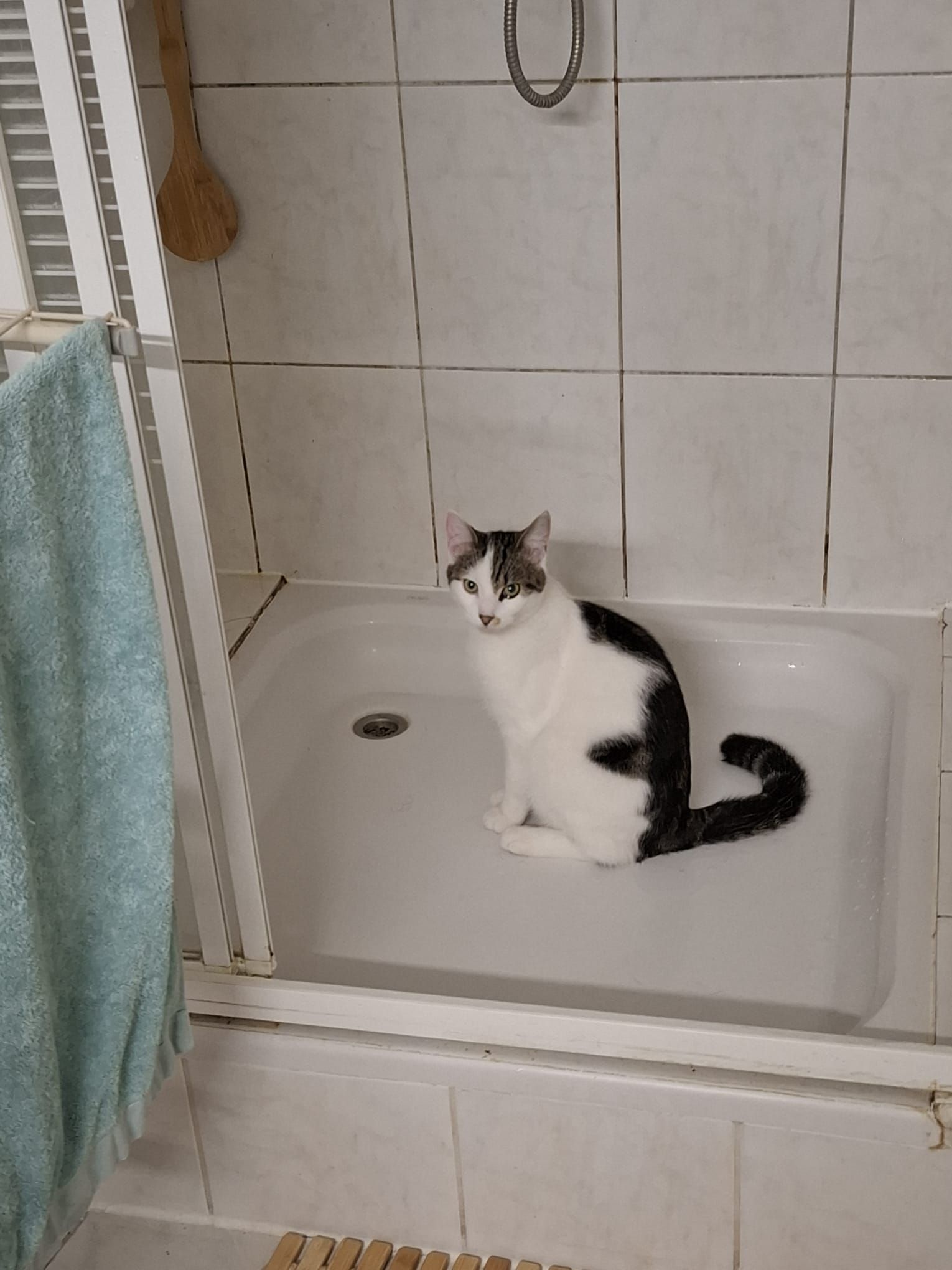 Tommie - Oude Schans, Delfzijl