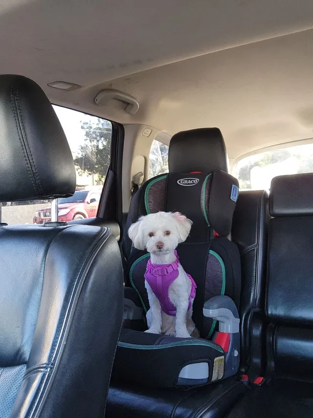 Sassy - Yucaipa Blvd, Yucaipa