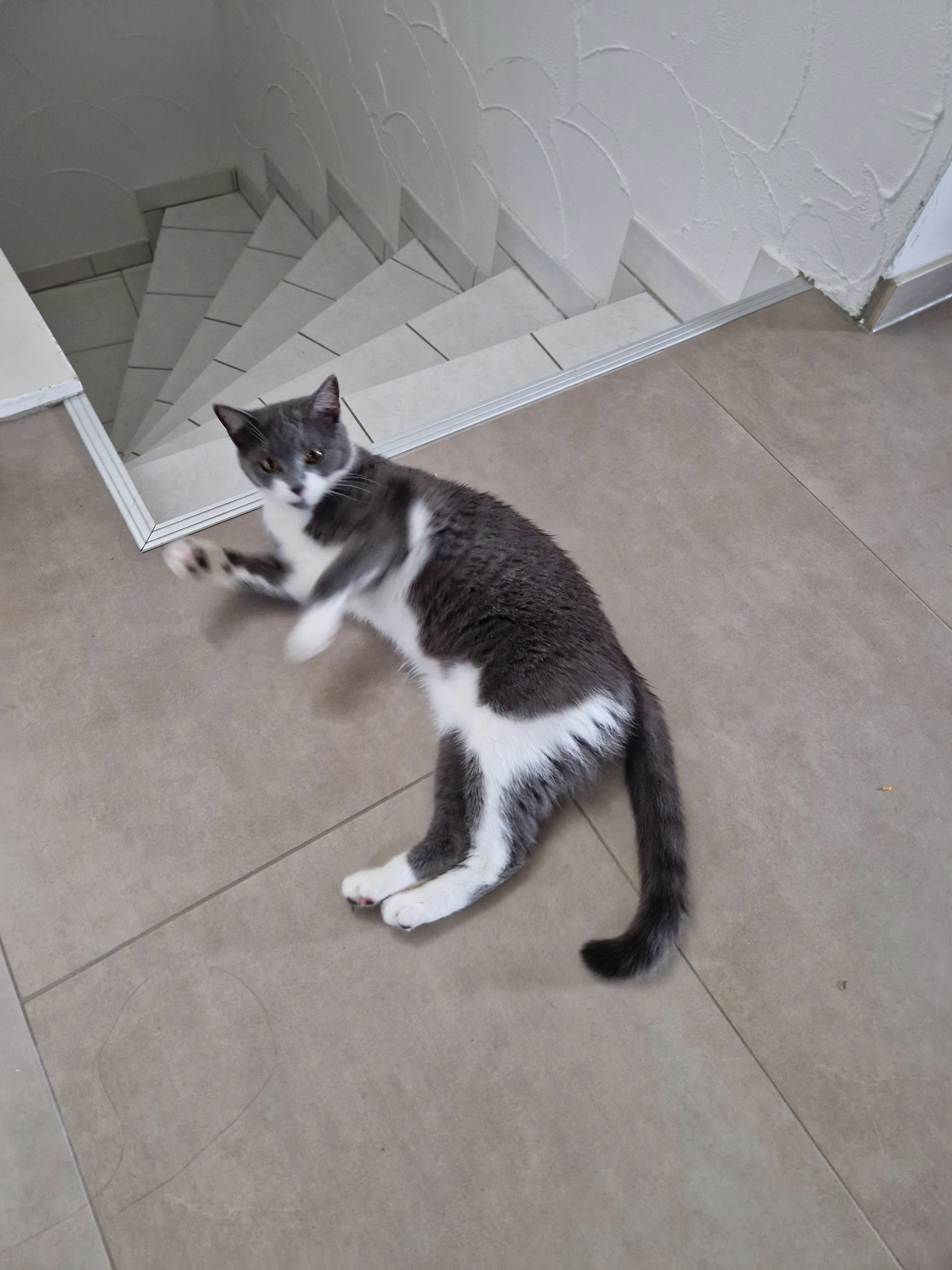 Mochi - Buchholzweg, Wipperfürth