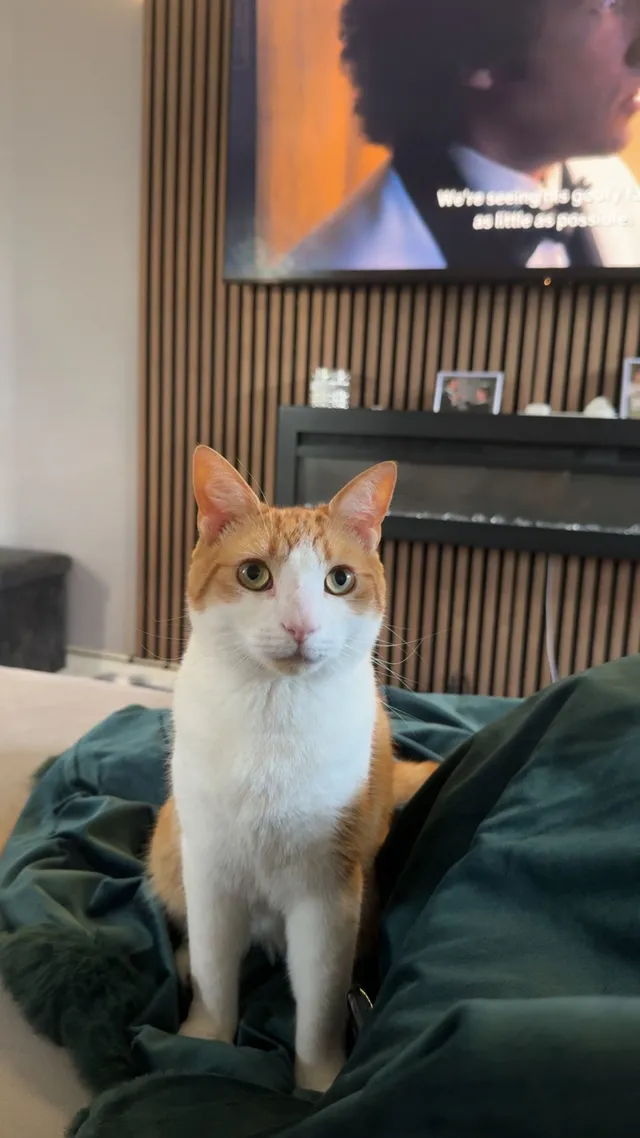 Simba  - Marigold Avenue, Clacton-on-Sea