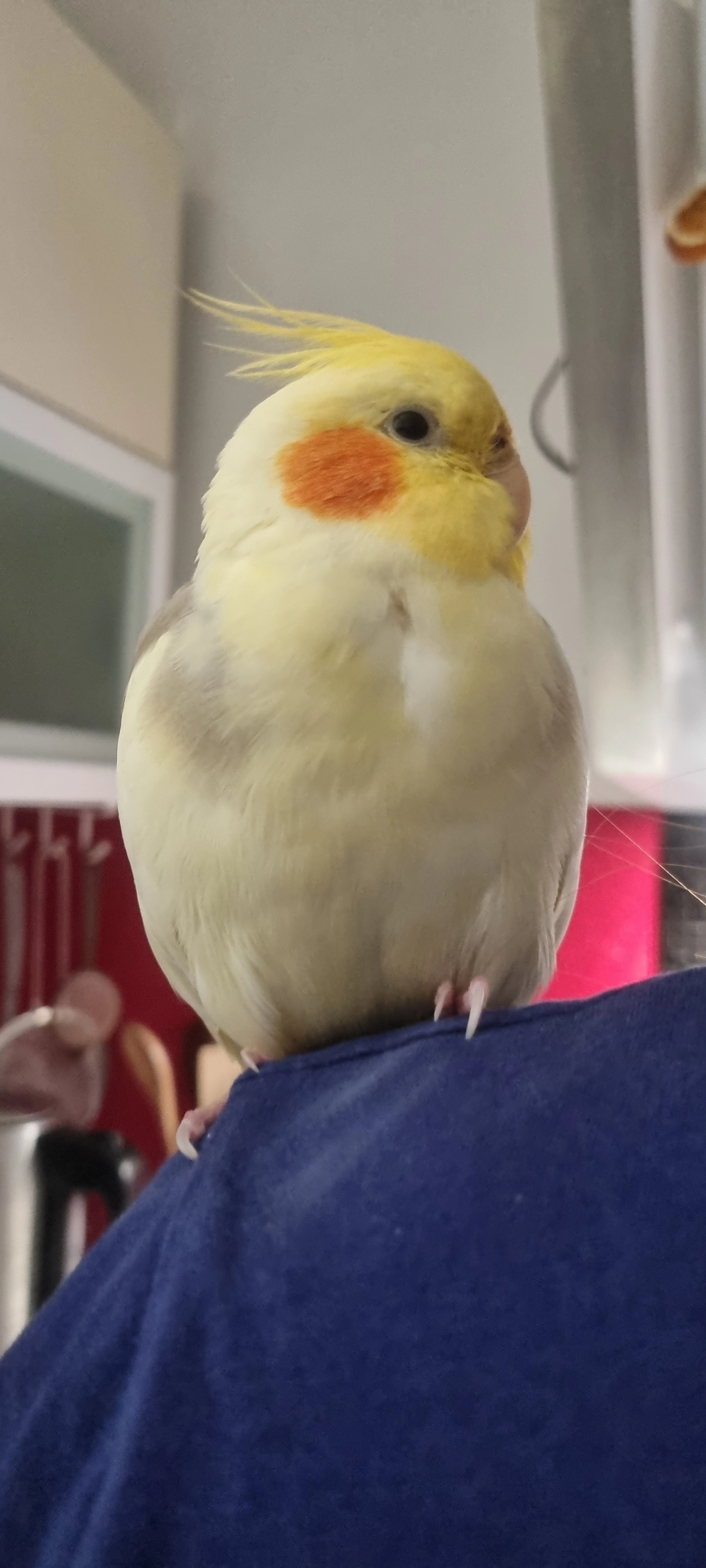 Kuki - Straubinger Straße, Dingolfing