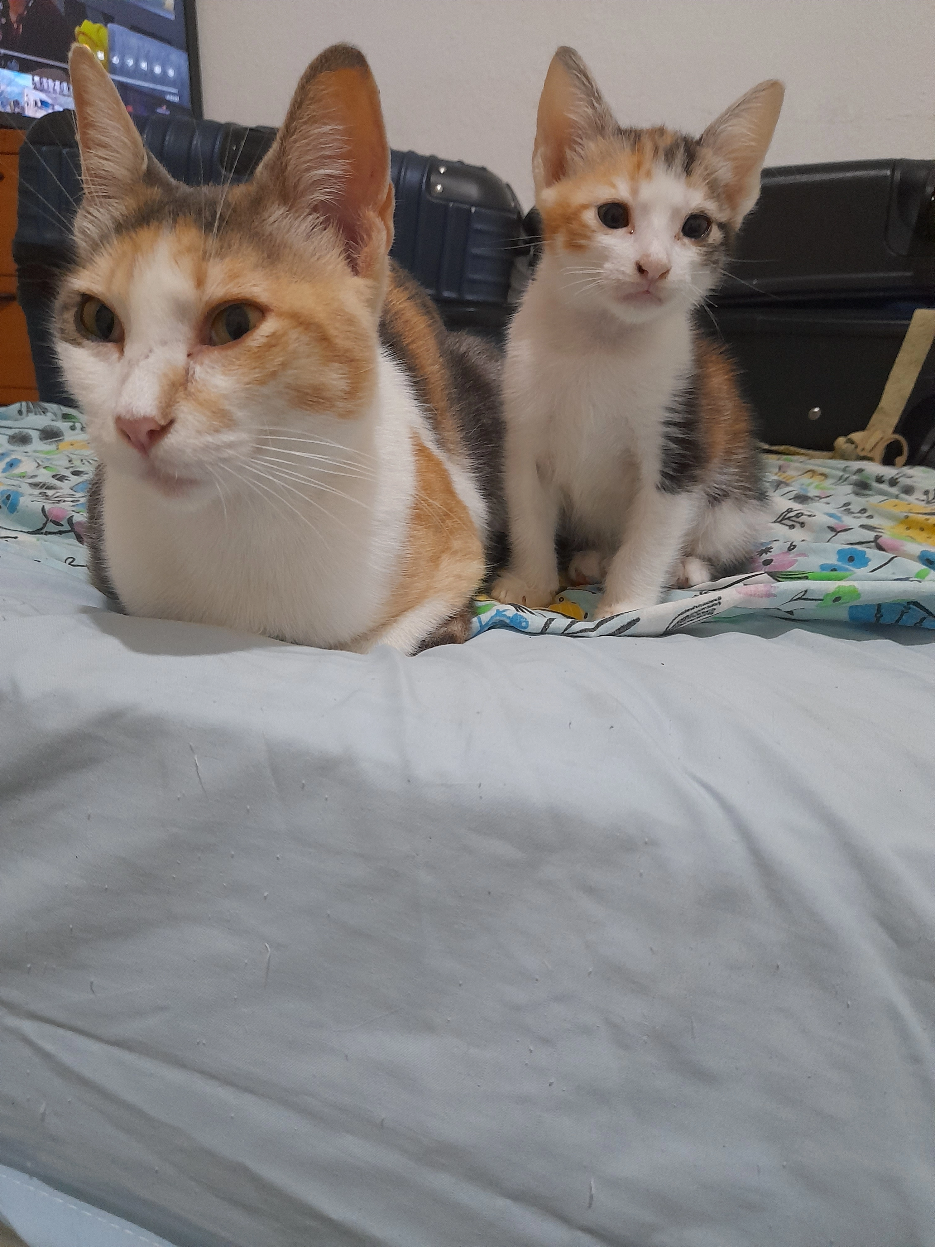 I don't know that area but I sawt - Rua Luís De Camões, Frielas