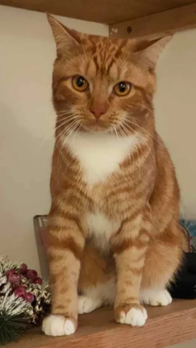 Tiger  - Badgeney Road, March