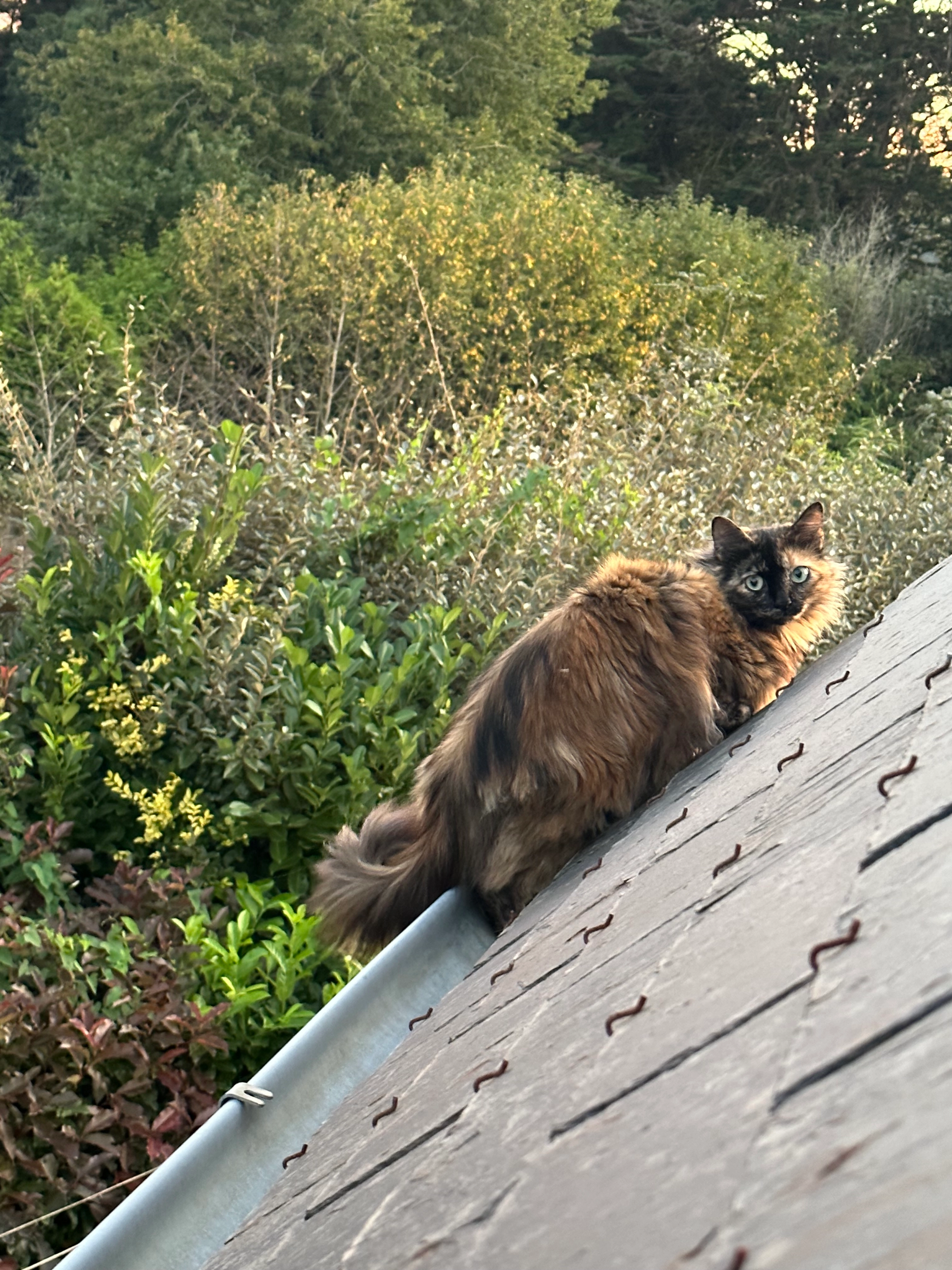 Arya - Rue Yvon Benoît, Ergué-Gabéric