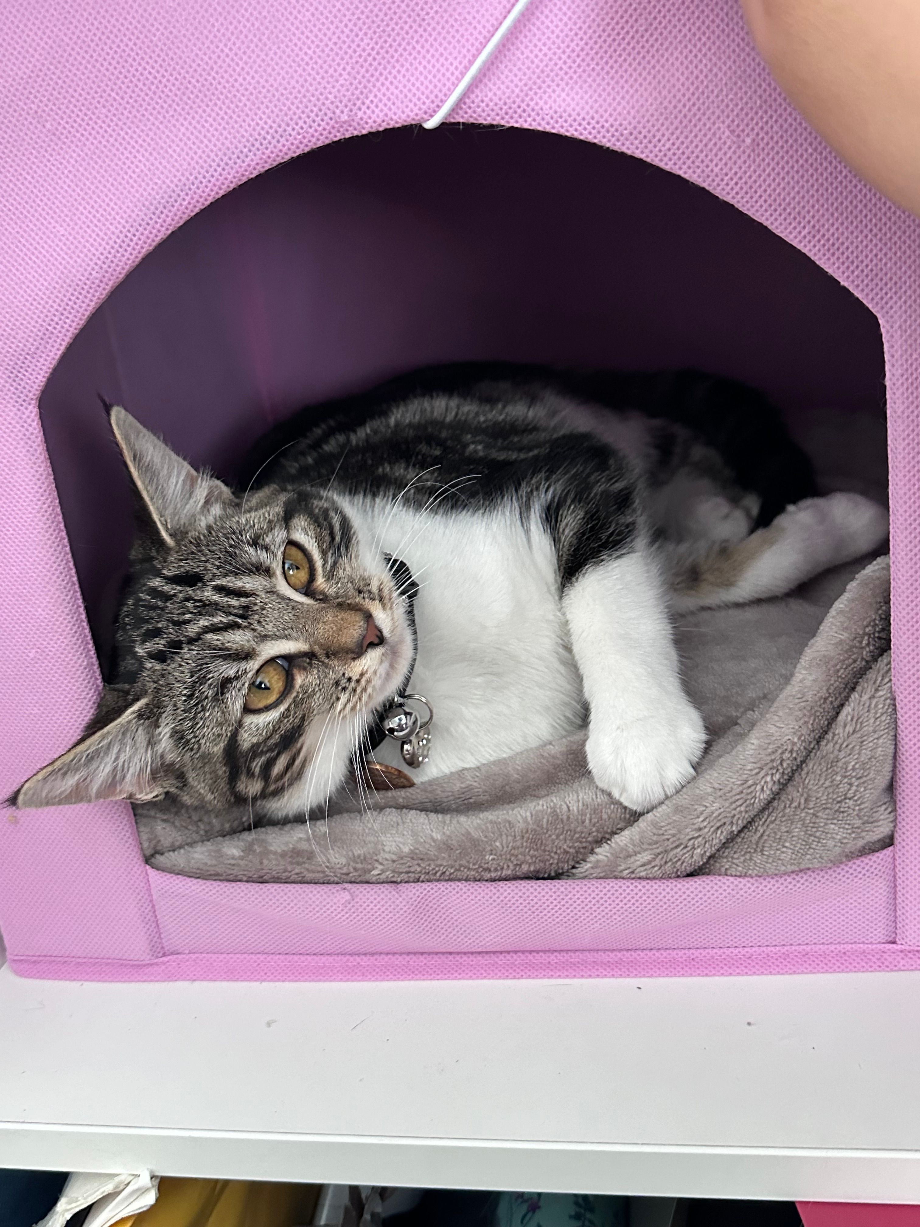 Mog - George Street, Ashington