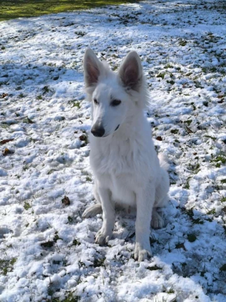 Venom - D 920, Noailles