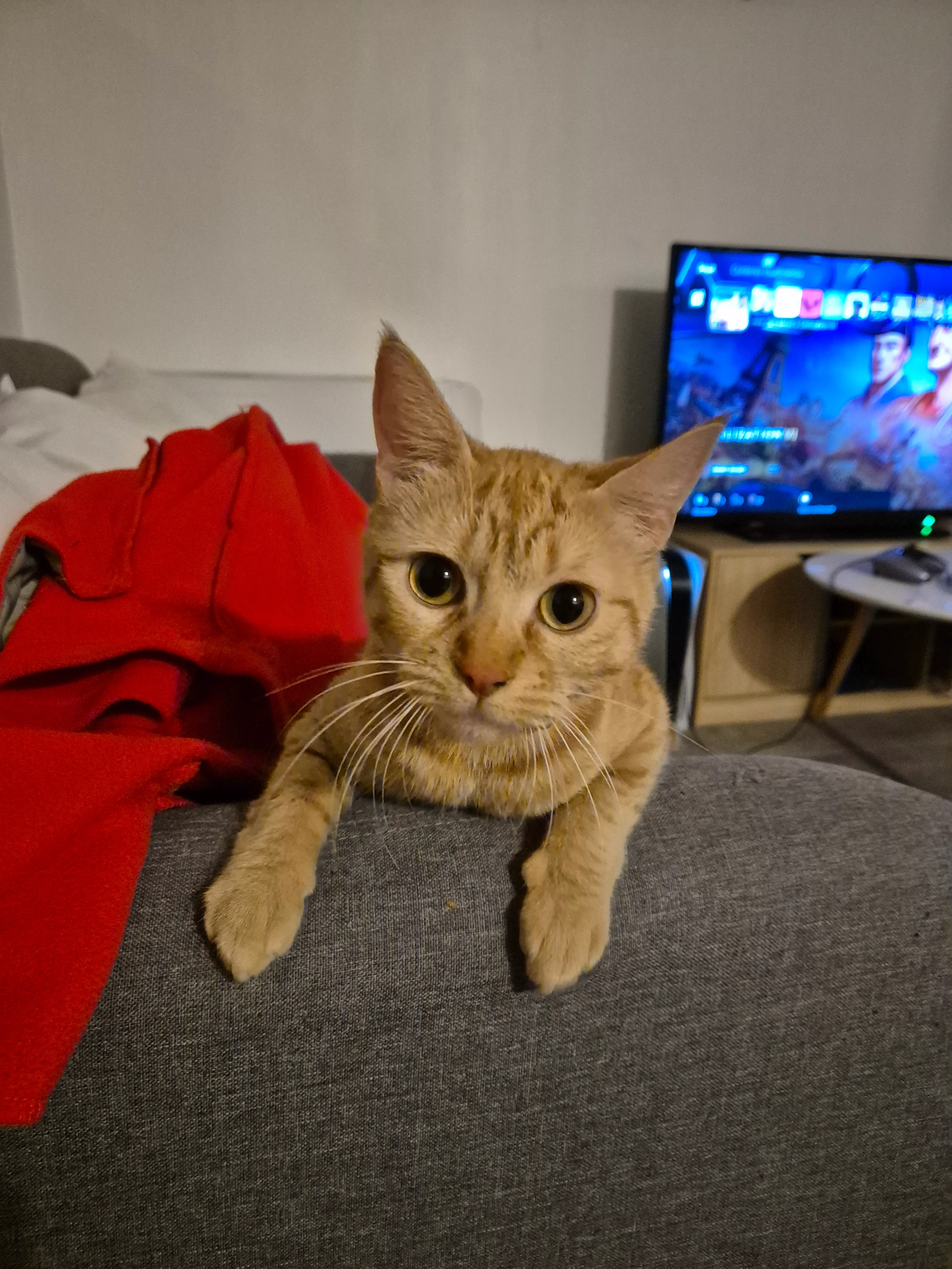 Pyroli - Avenue Georges Clemenceau, Dax