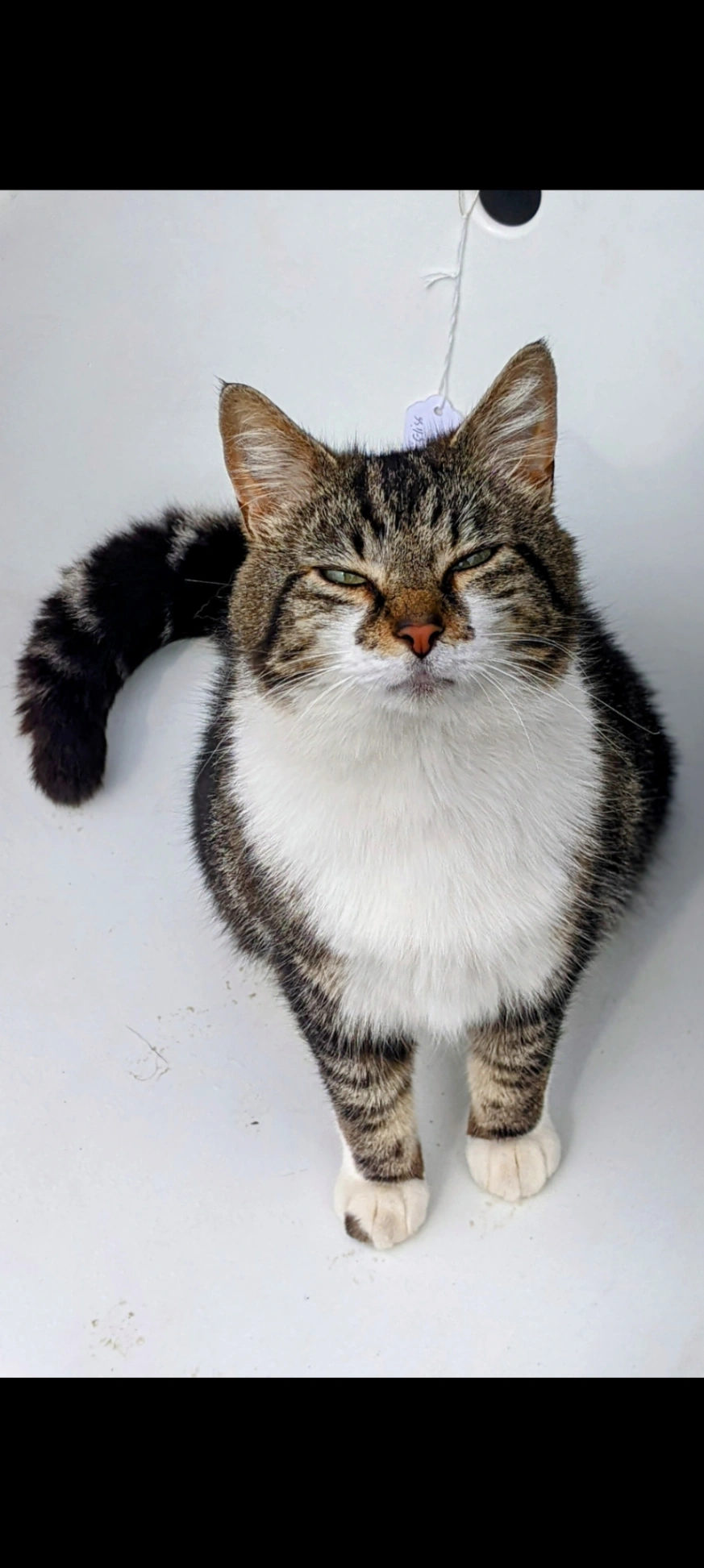 Killer - 114 Badminton Road, Bristol